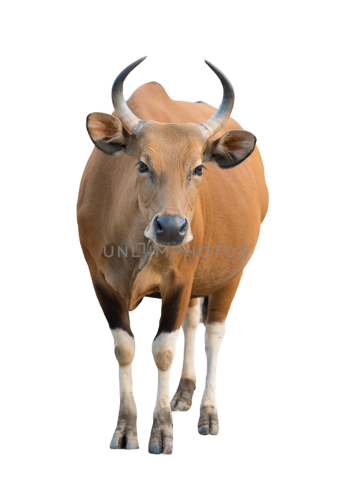 female banteng isolated on white background