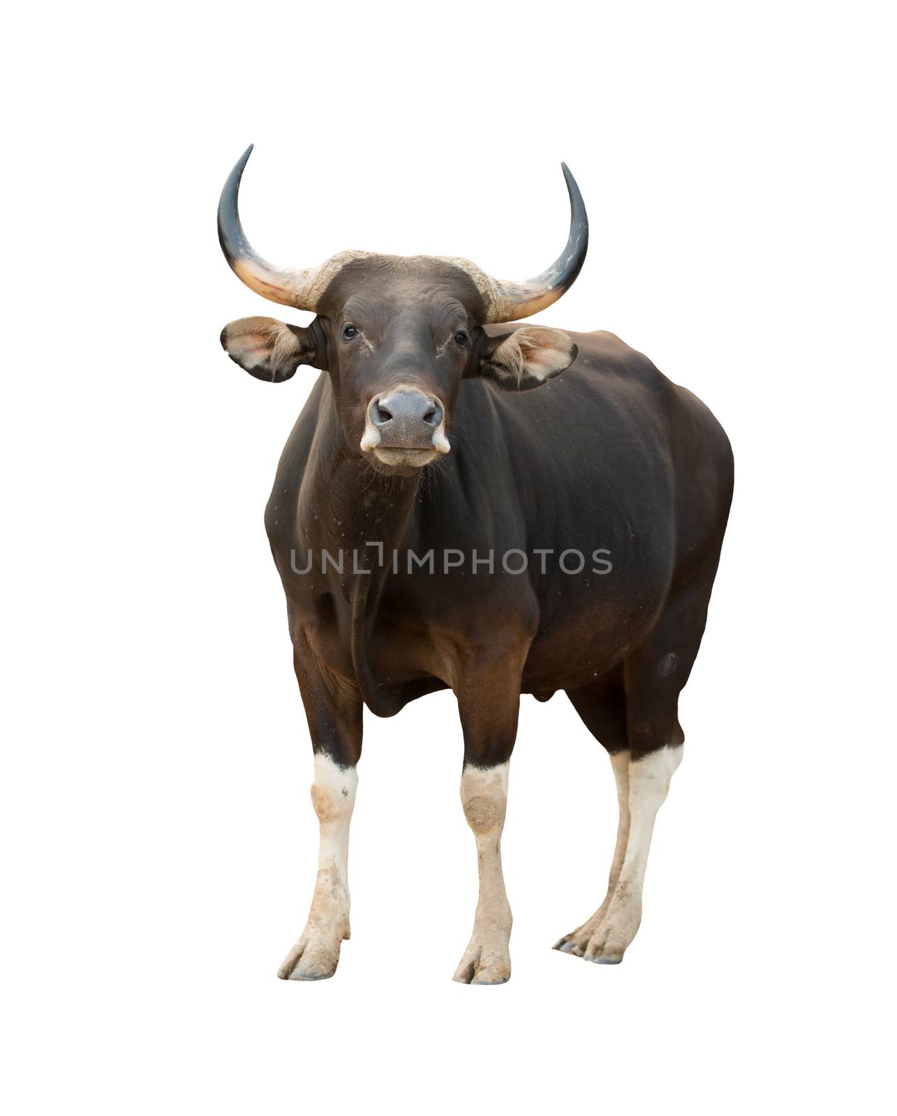 male banteng isolated on white background