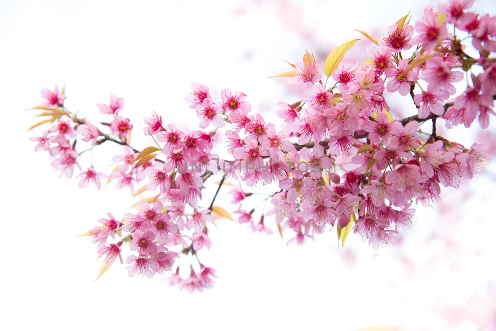 beautiful wild himalayan cherry flower ( Prunus cerasoides )