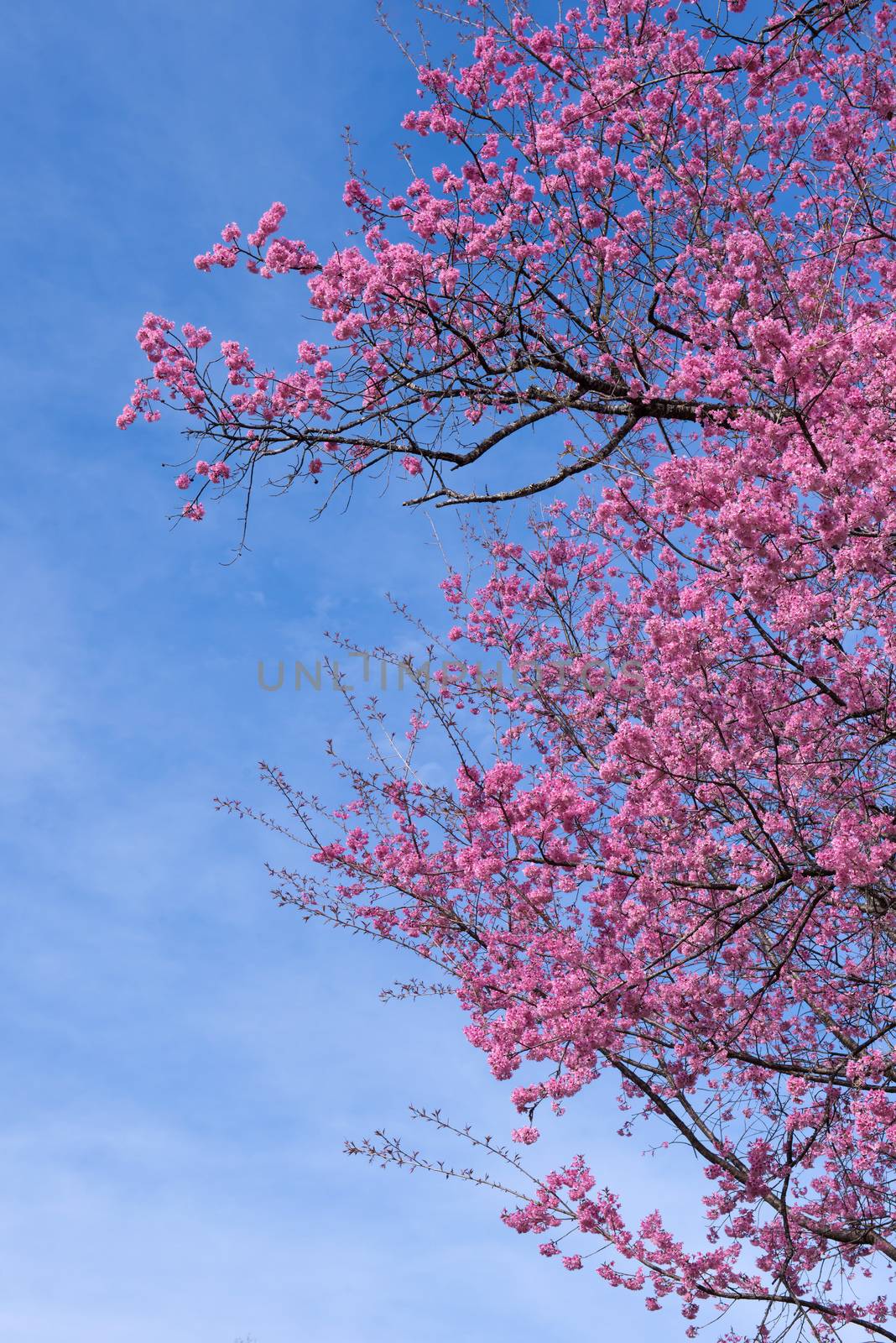 beautiful wild himalayan cherry flower by anankkml