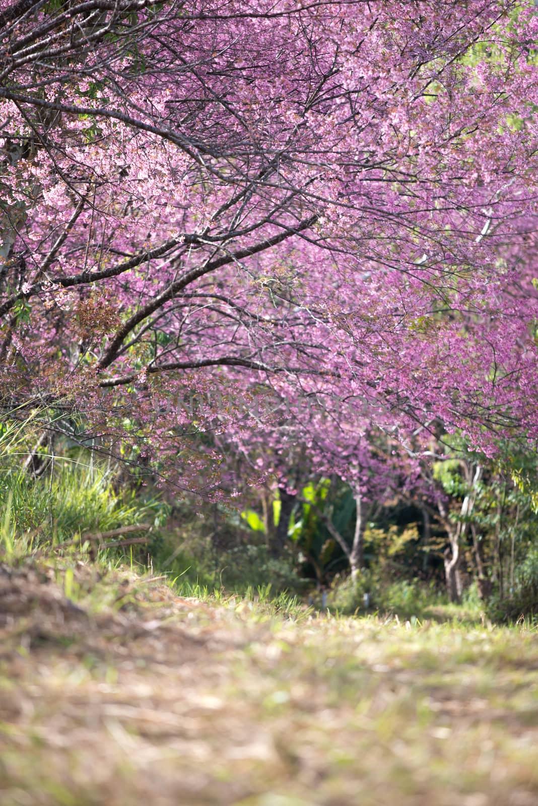 beautiful wild himalayan cherry flower by anankkml