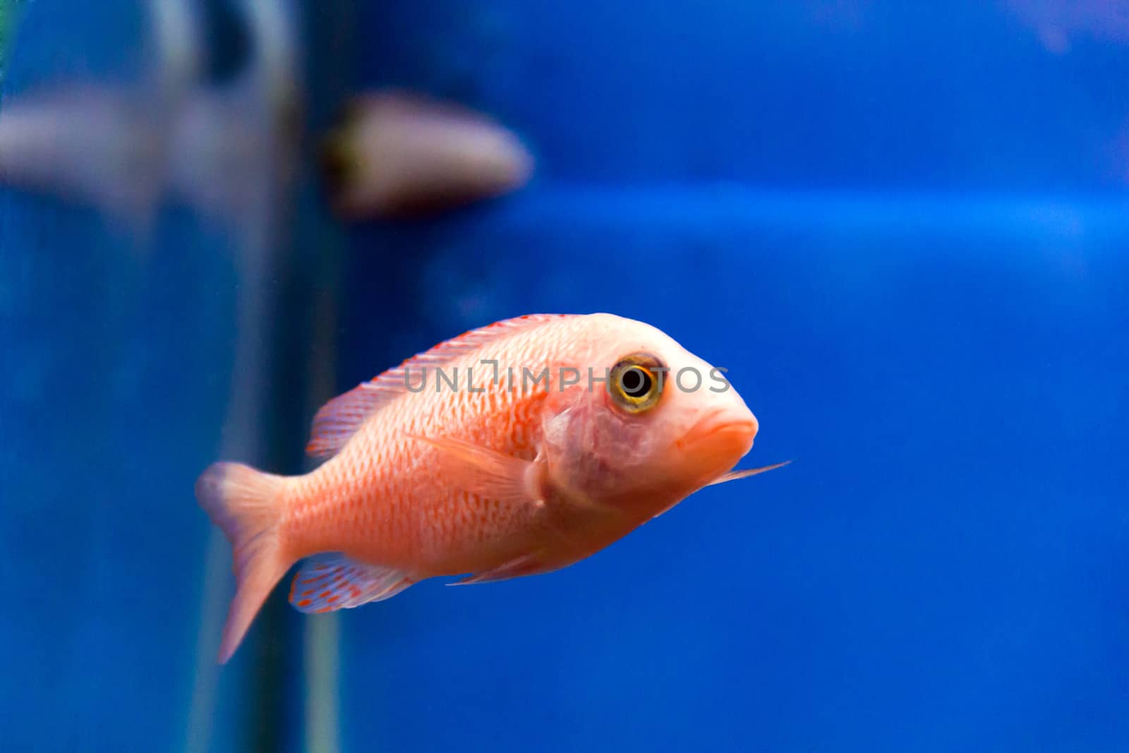 Photo of aulonocara fish in blue water