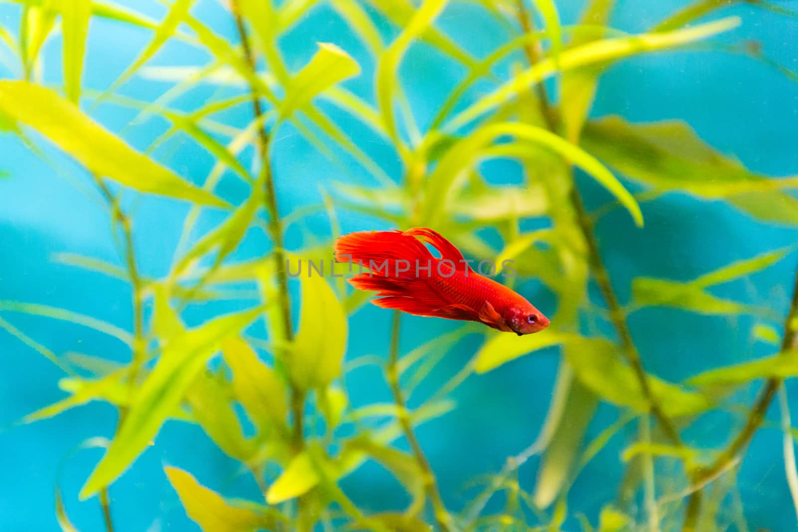 Photo of aquarium cockerel fish in blue water