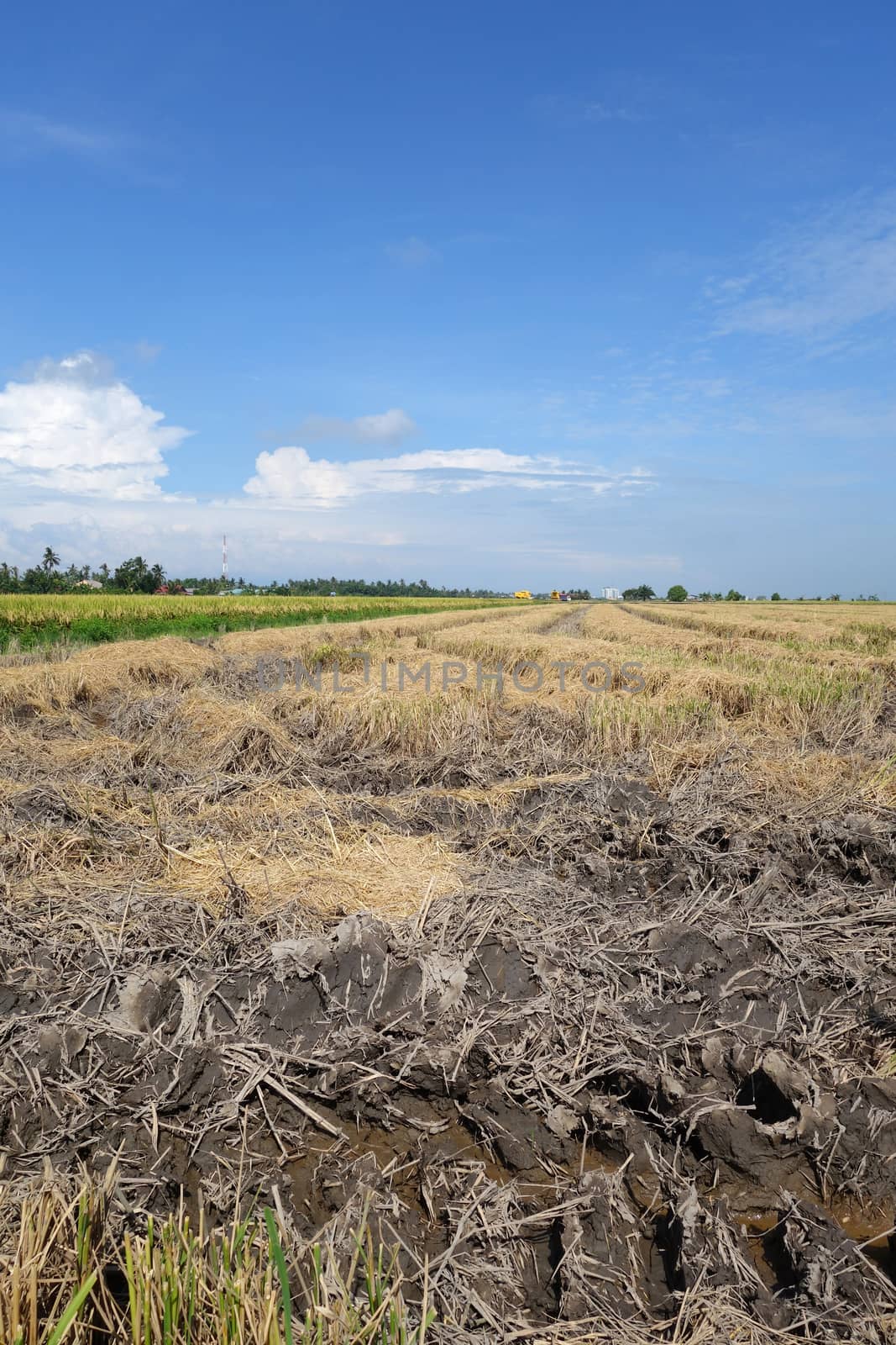 Paddy fields with blue sky in Asia after harvest