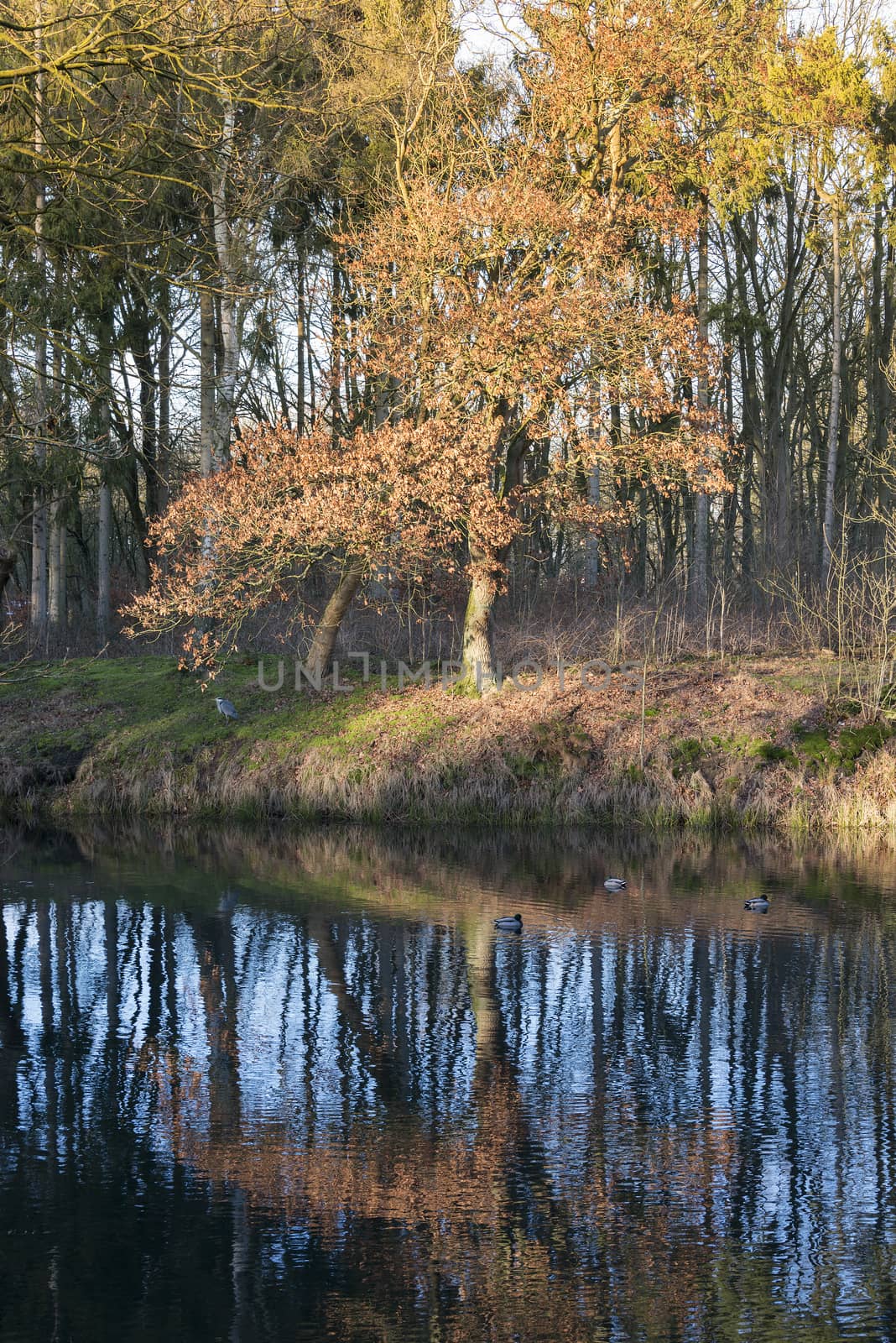 gold and brown colors in forest n holland with reflection in the water
