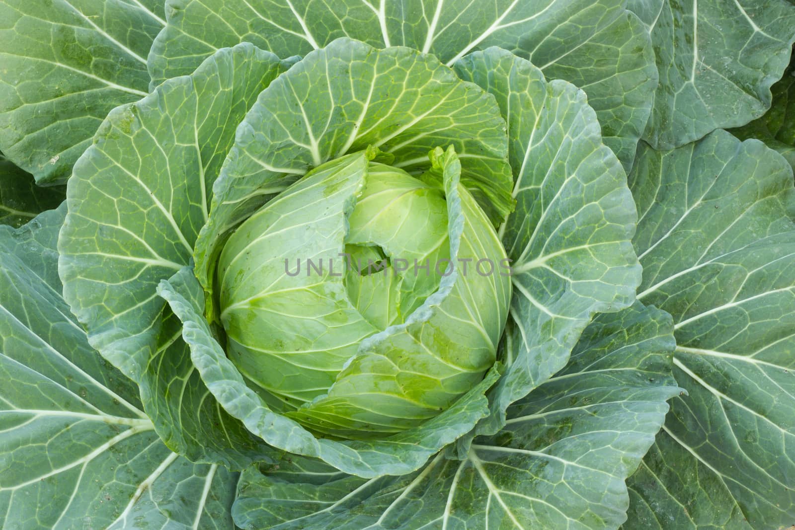 green cabbage grown in a garden