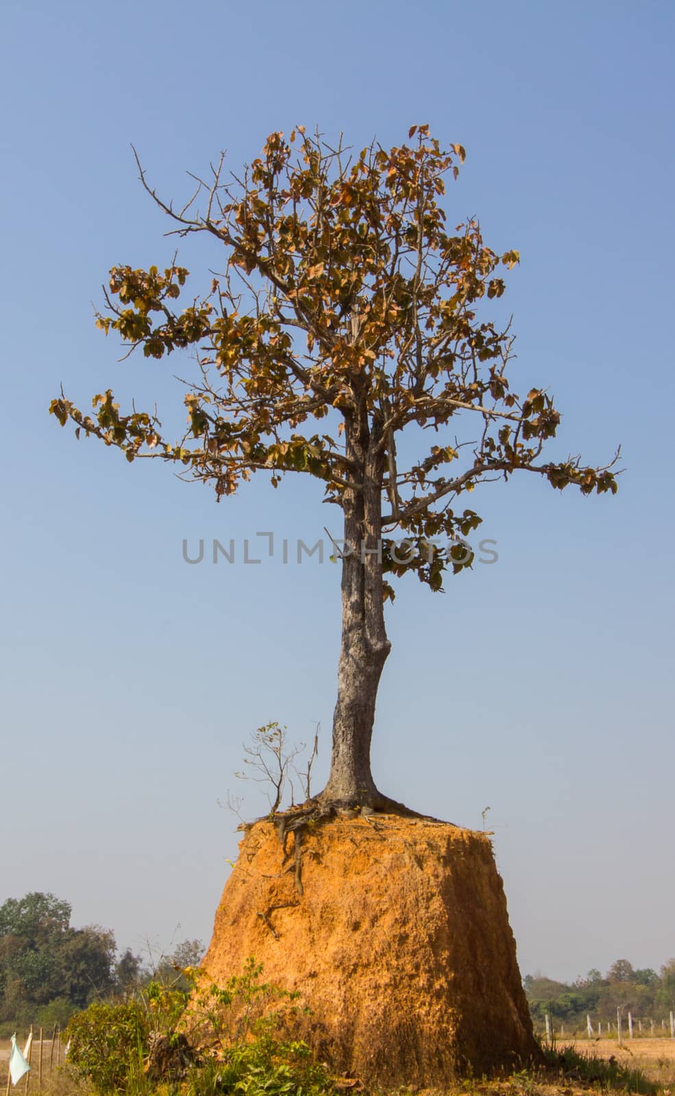Lonely dead tree on high mound. Art nature.
