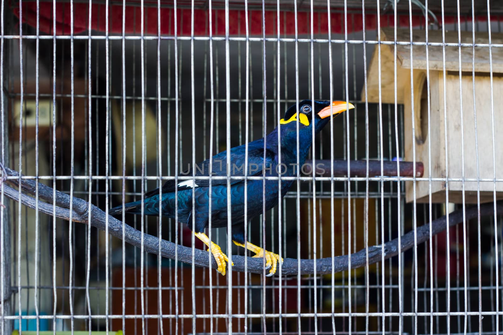 Common Hill Myna bird in a cage