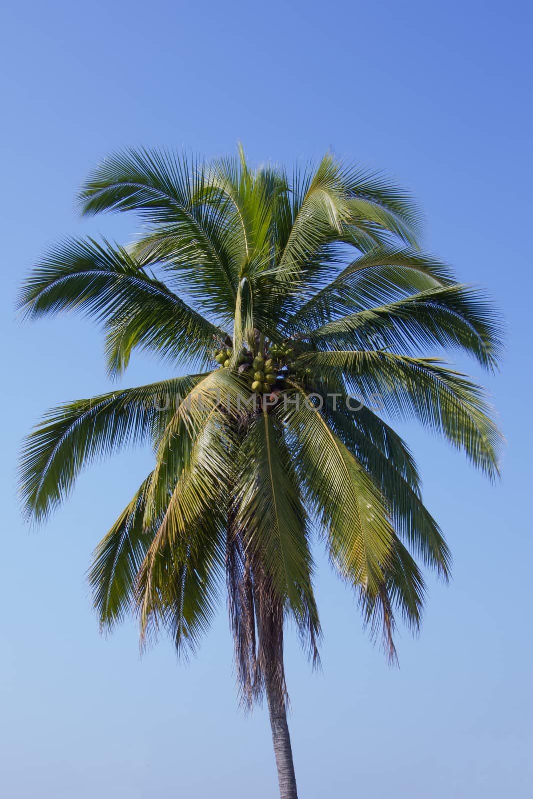 coconut tree by a3701027