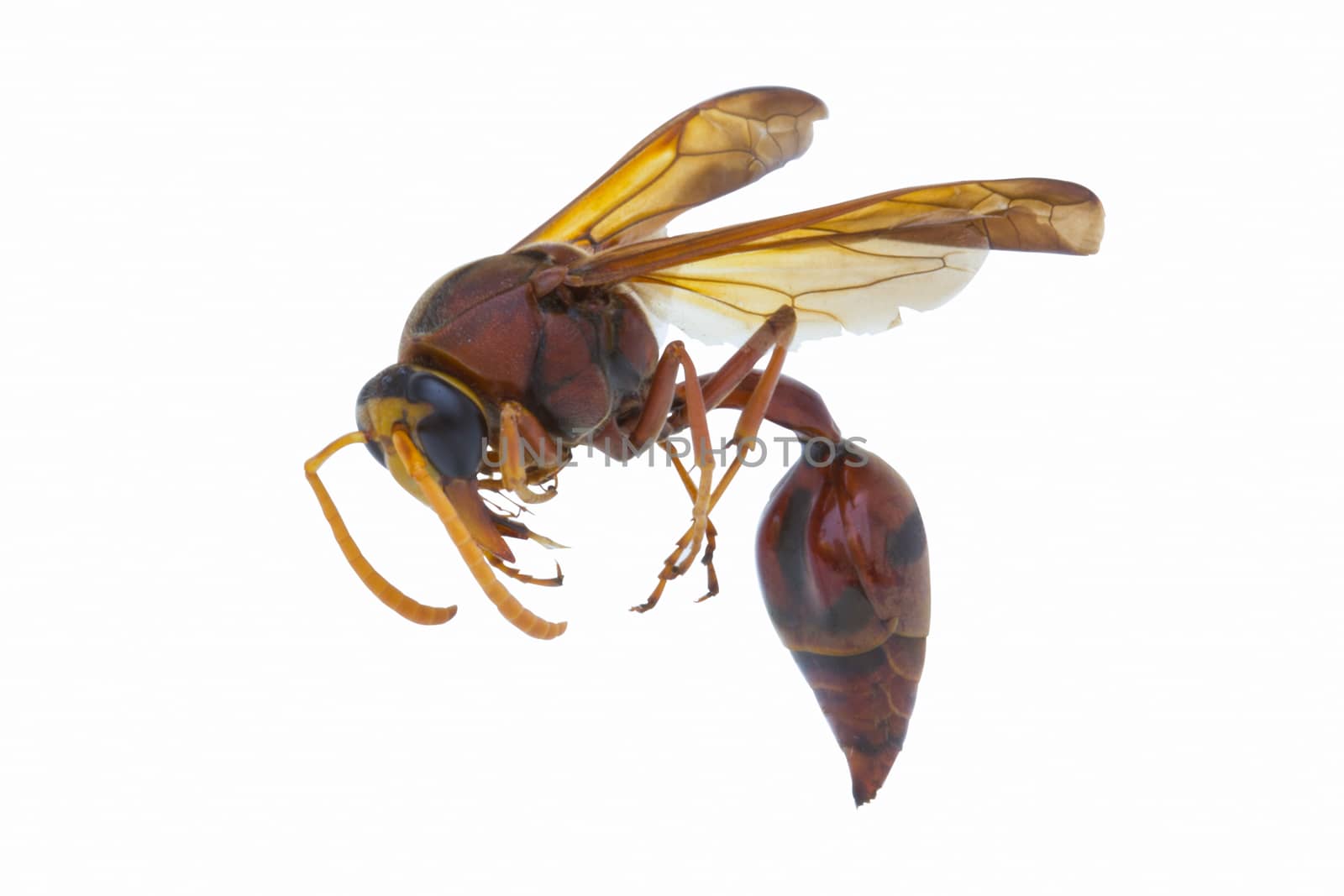 Thai brown wasp in white background