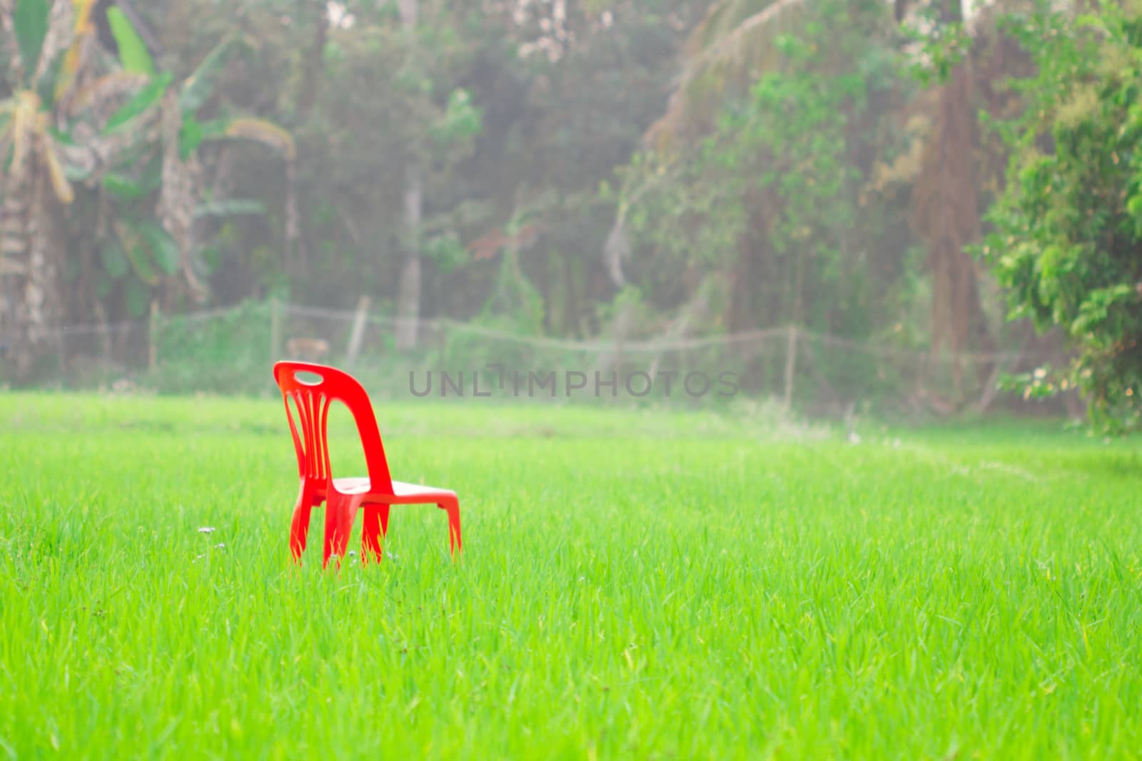 red chair in green rice field with trees background