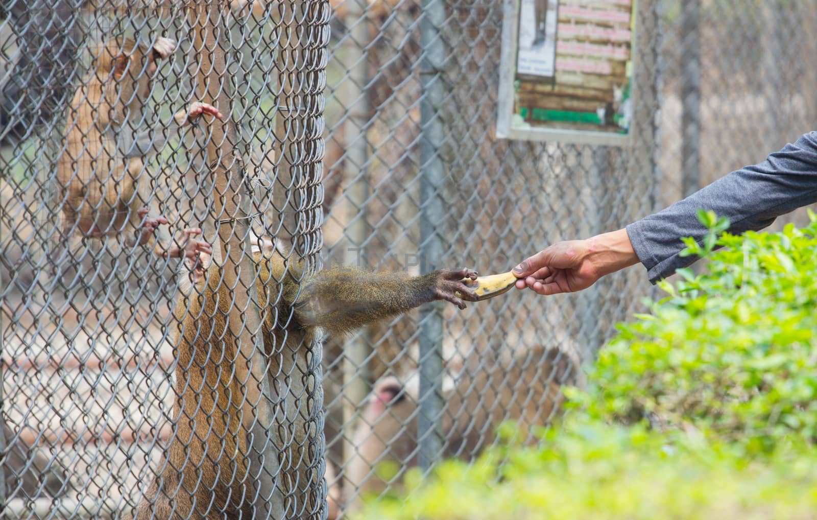 man giving banana to monkey in its cage in Thai zoo