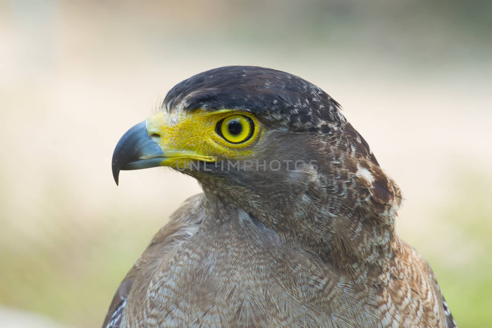 young golden eagle by a3701027