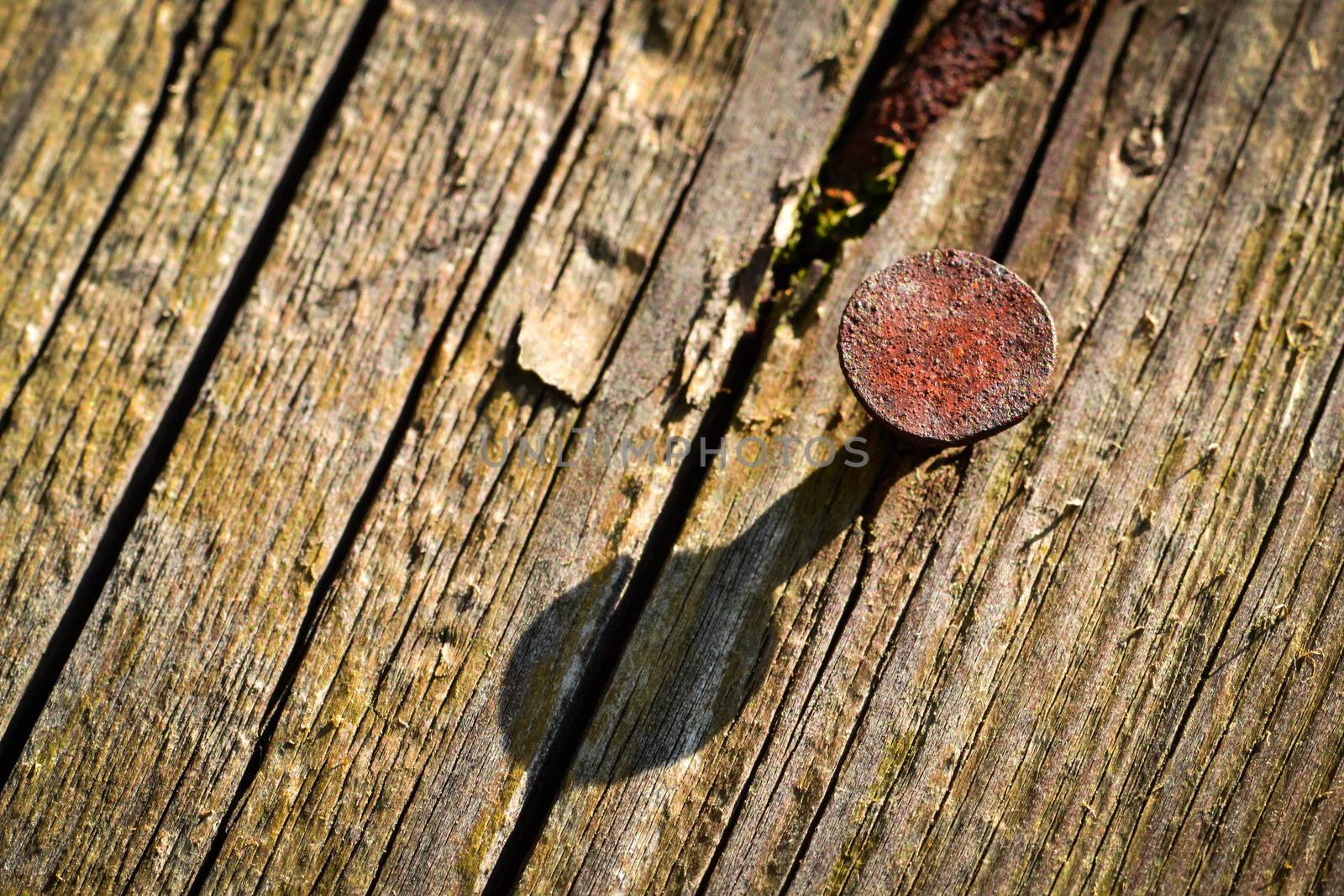 abstract background rusty nail in an old wooden board