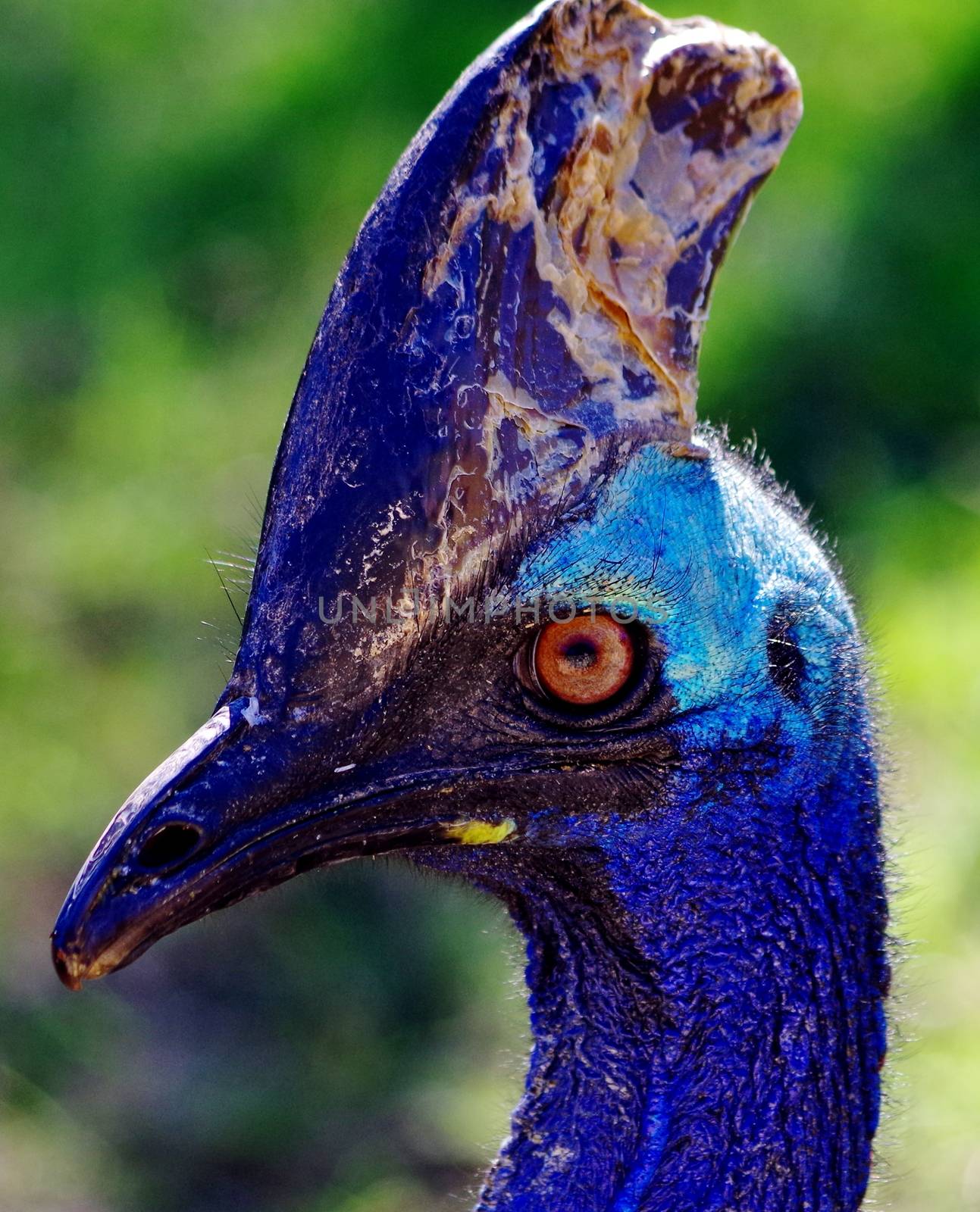 The blue horned head of a cassowary