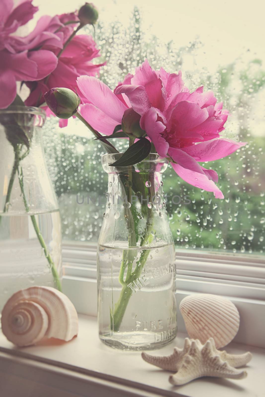 Peony flowers in milk bottles on the window sill