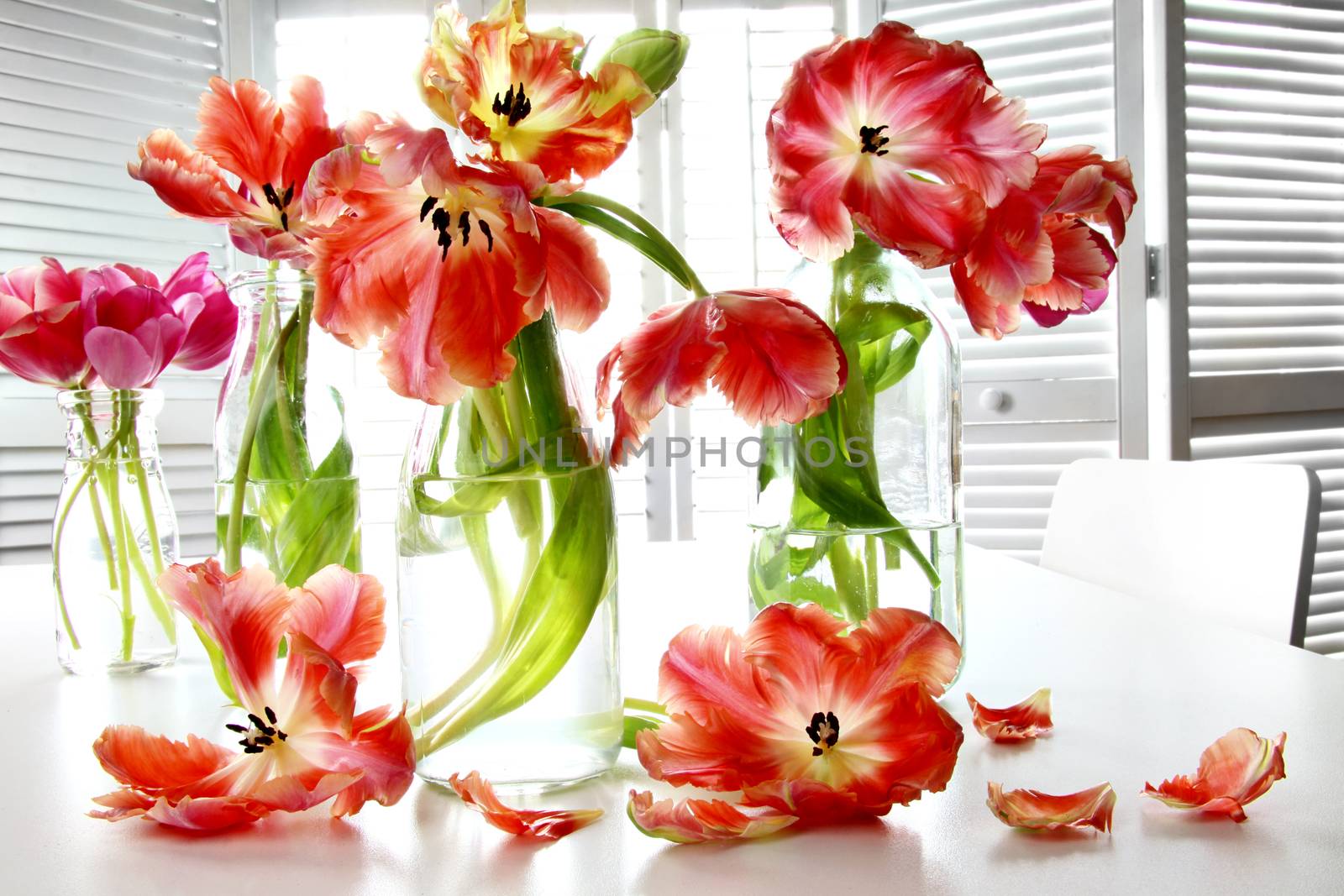 Colorful spring tulips in old milk bottles on table