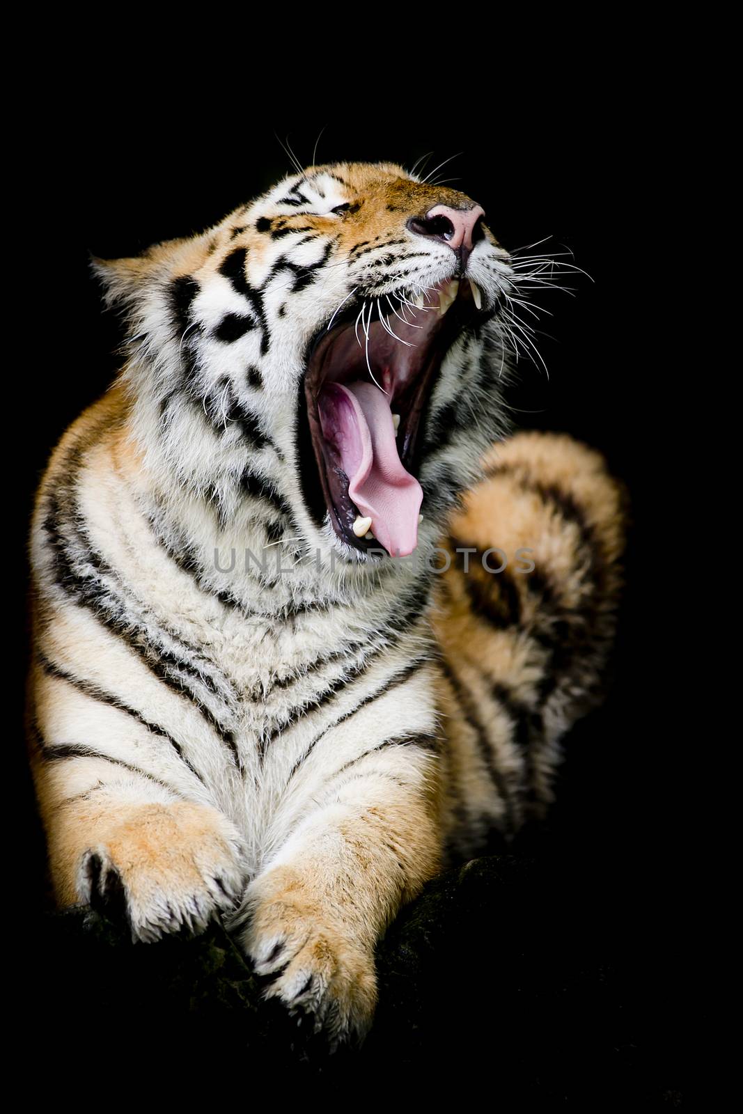 Sumatran Tiger Roaring by art9858