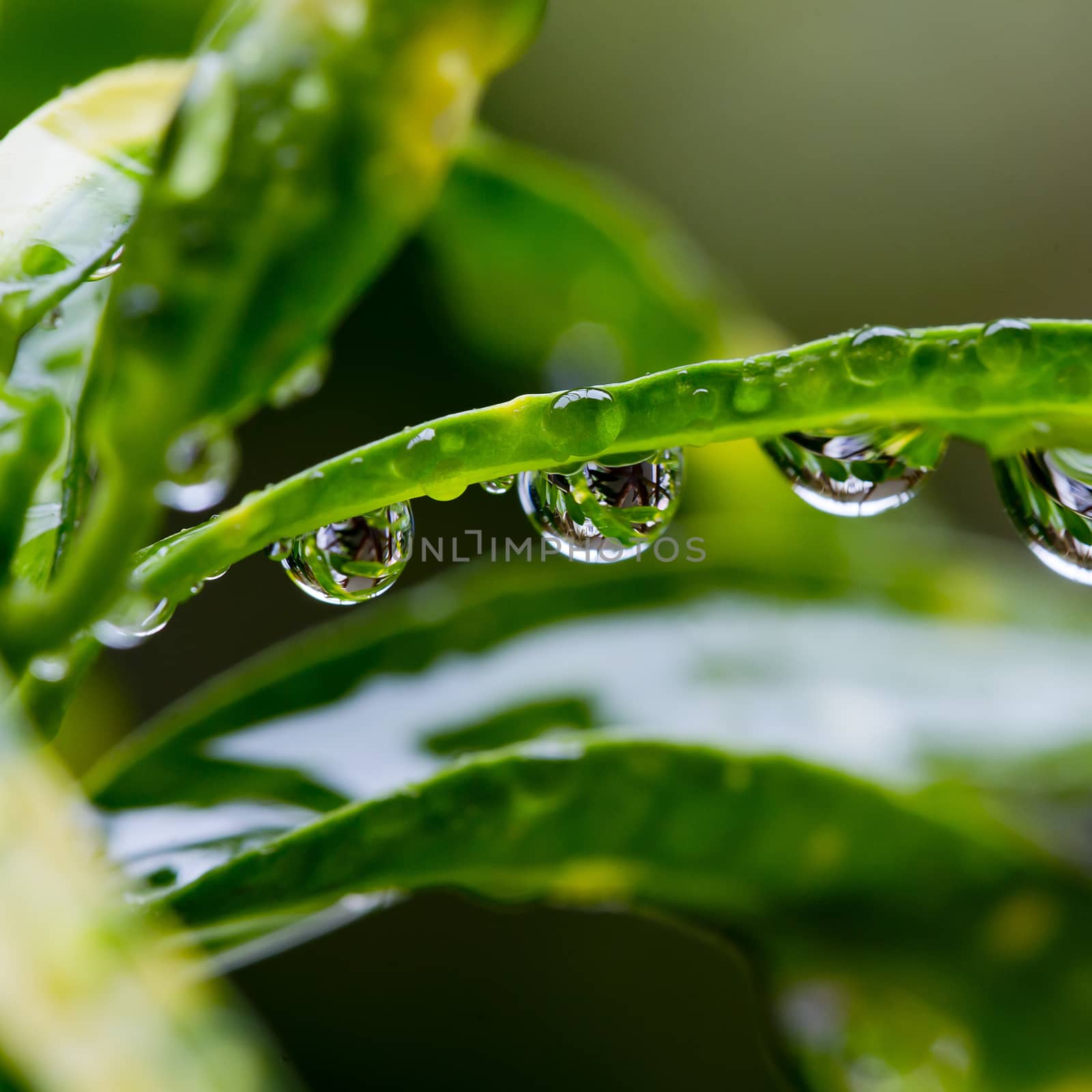 Dew drops close up