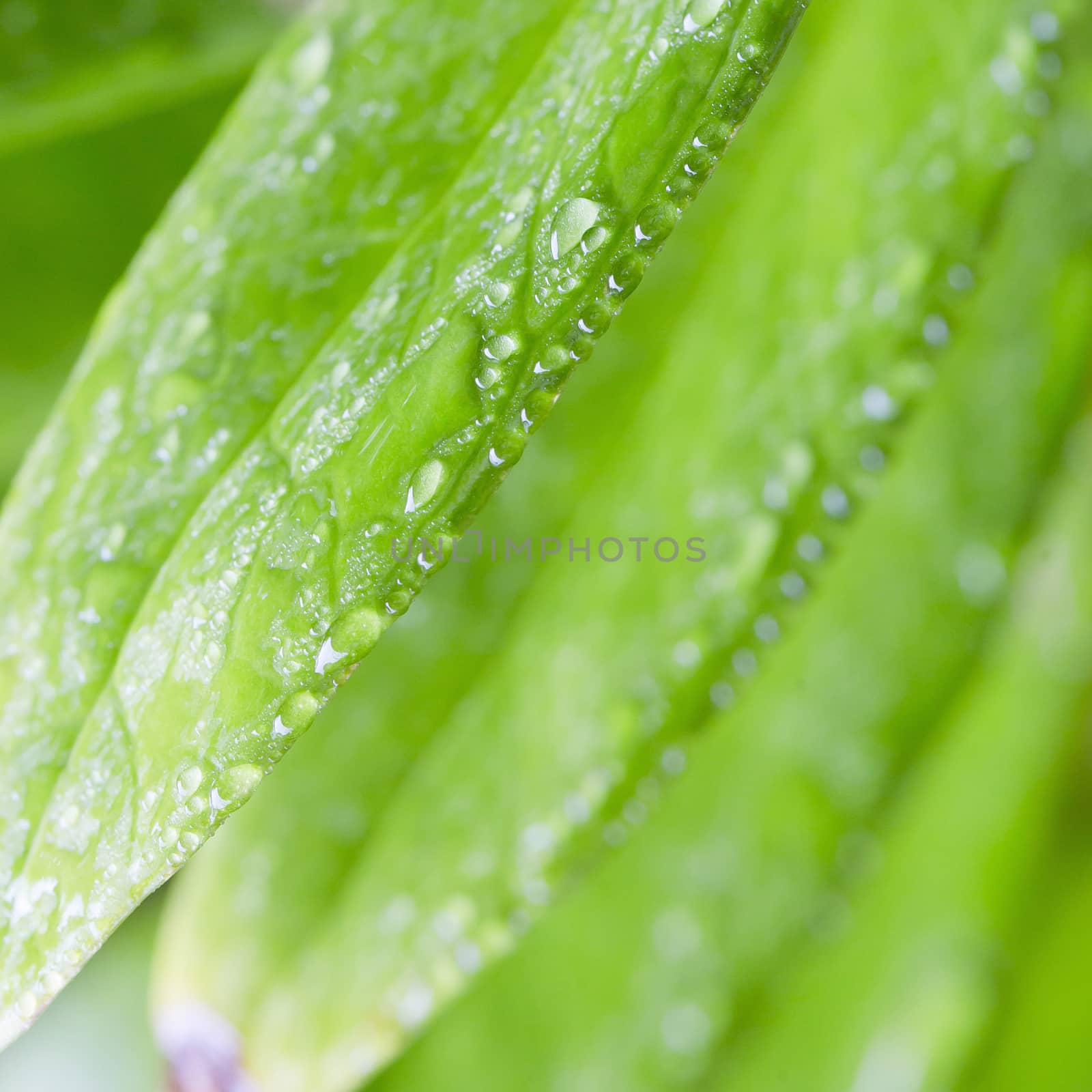 Dew drops close up