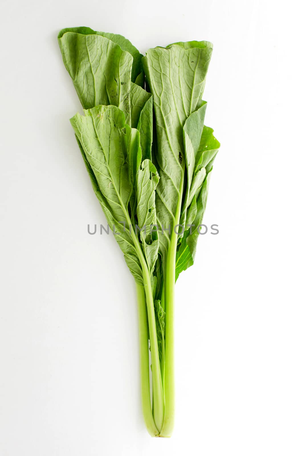 Chinese Cabbage isolated on white background