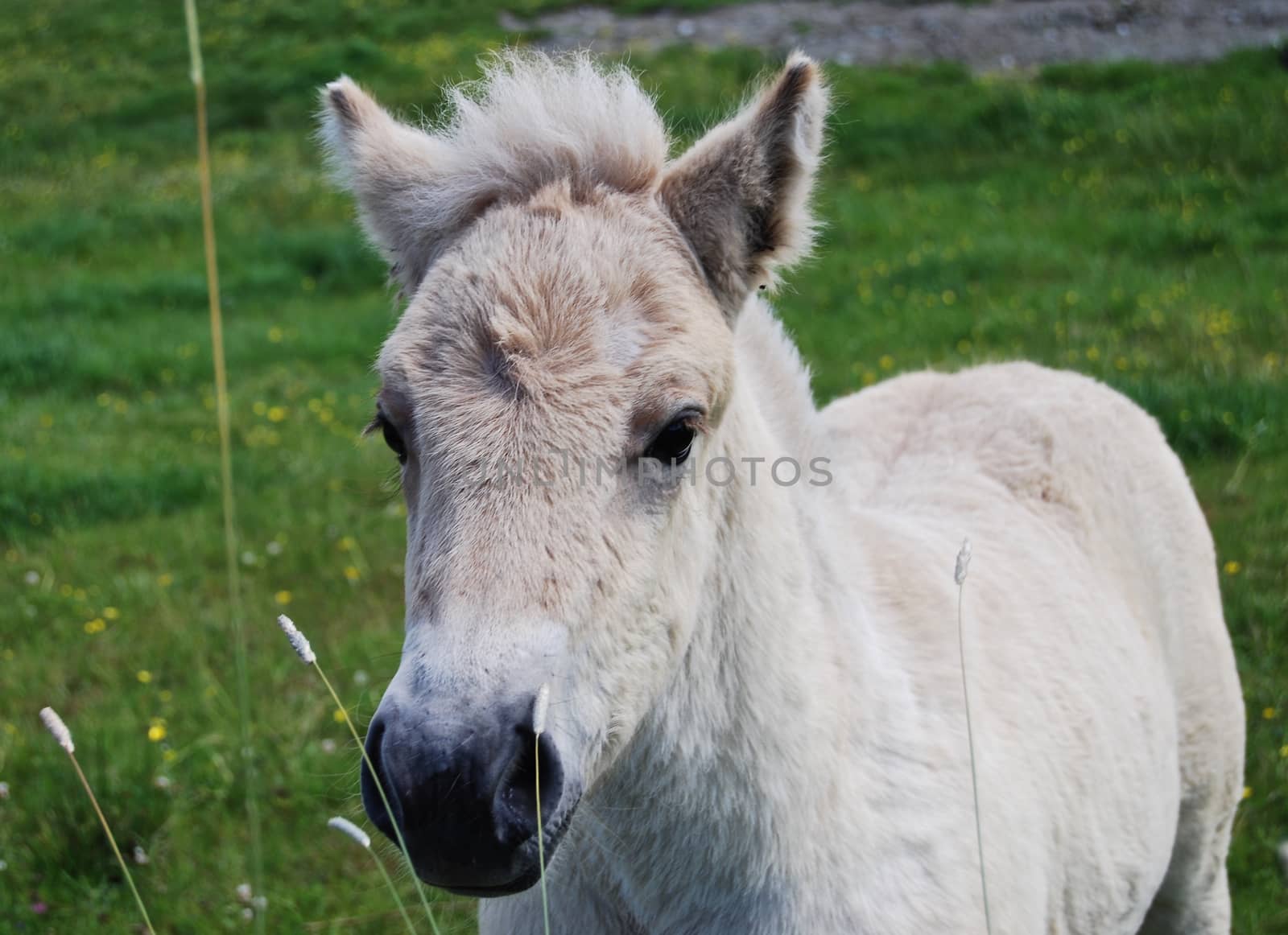 Fjord horse foal by Afoto