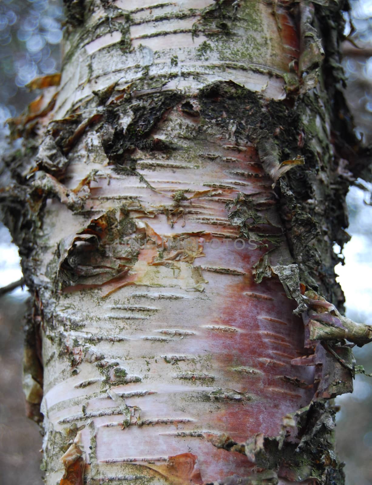 Texture of birch bark close-up