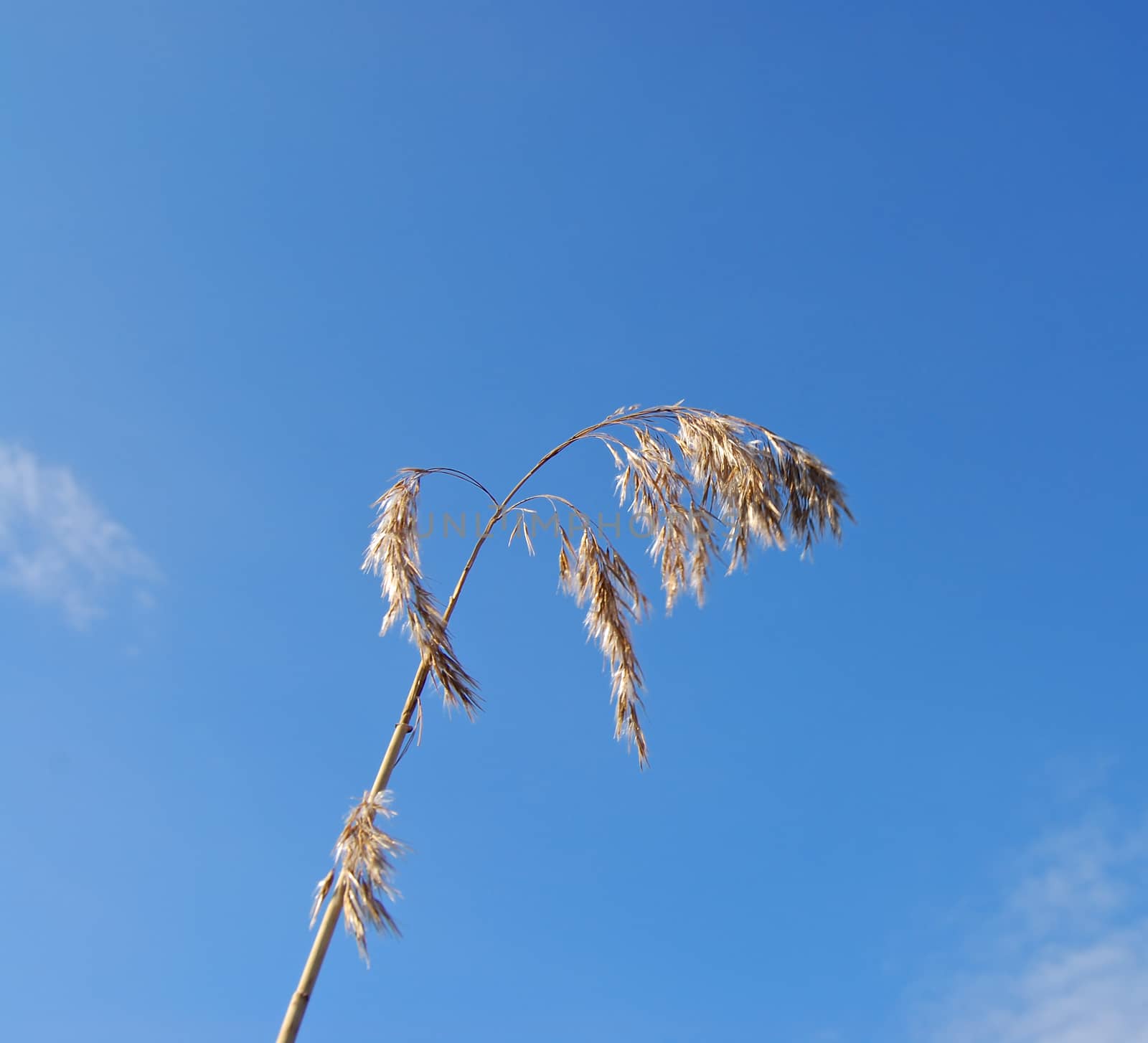 Straw against blue sky