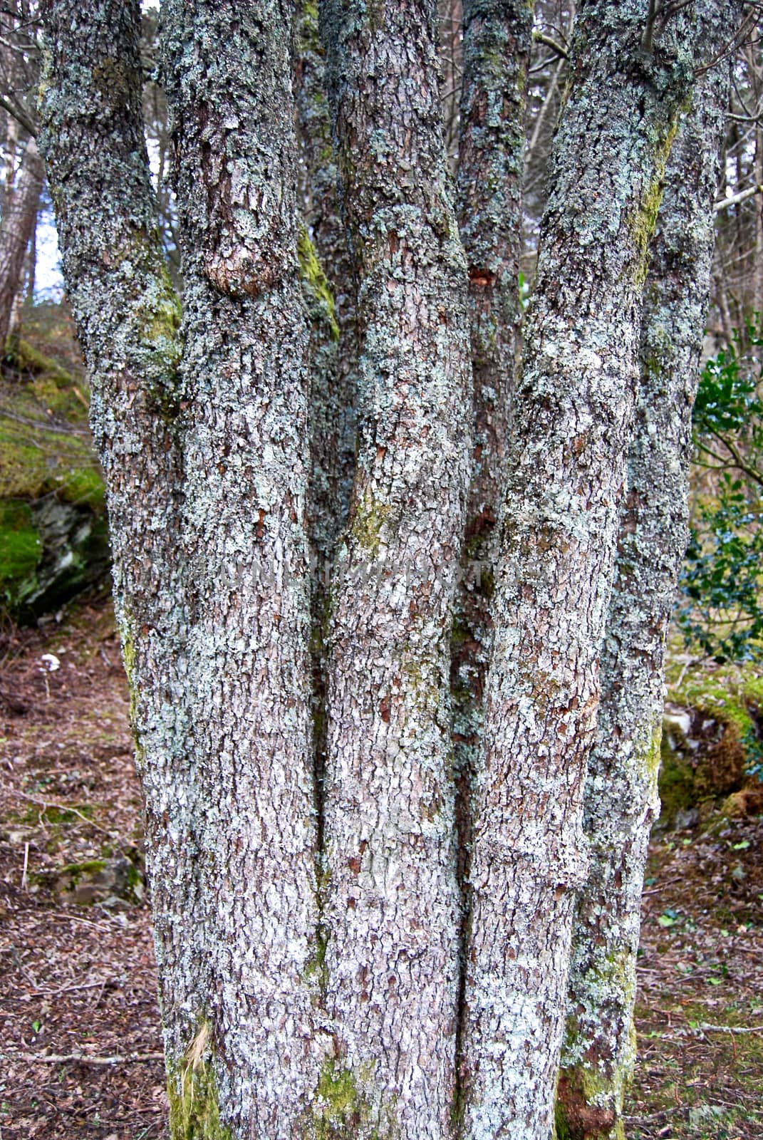 Tree closeup