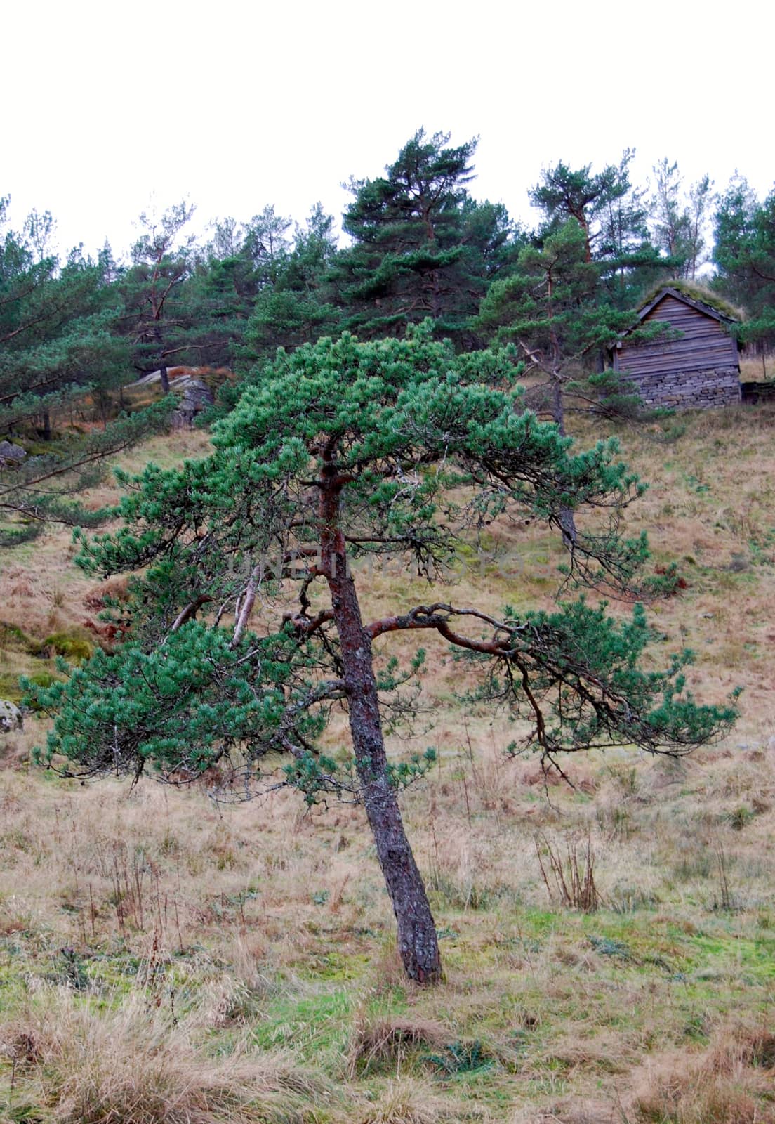 Pine tree by Afoto