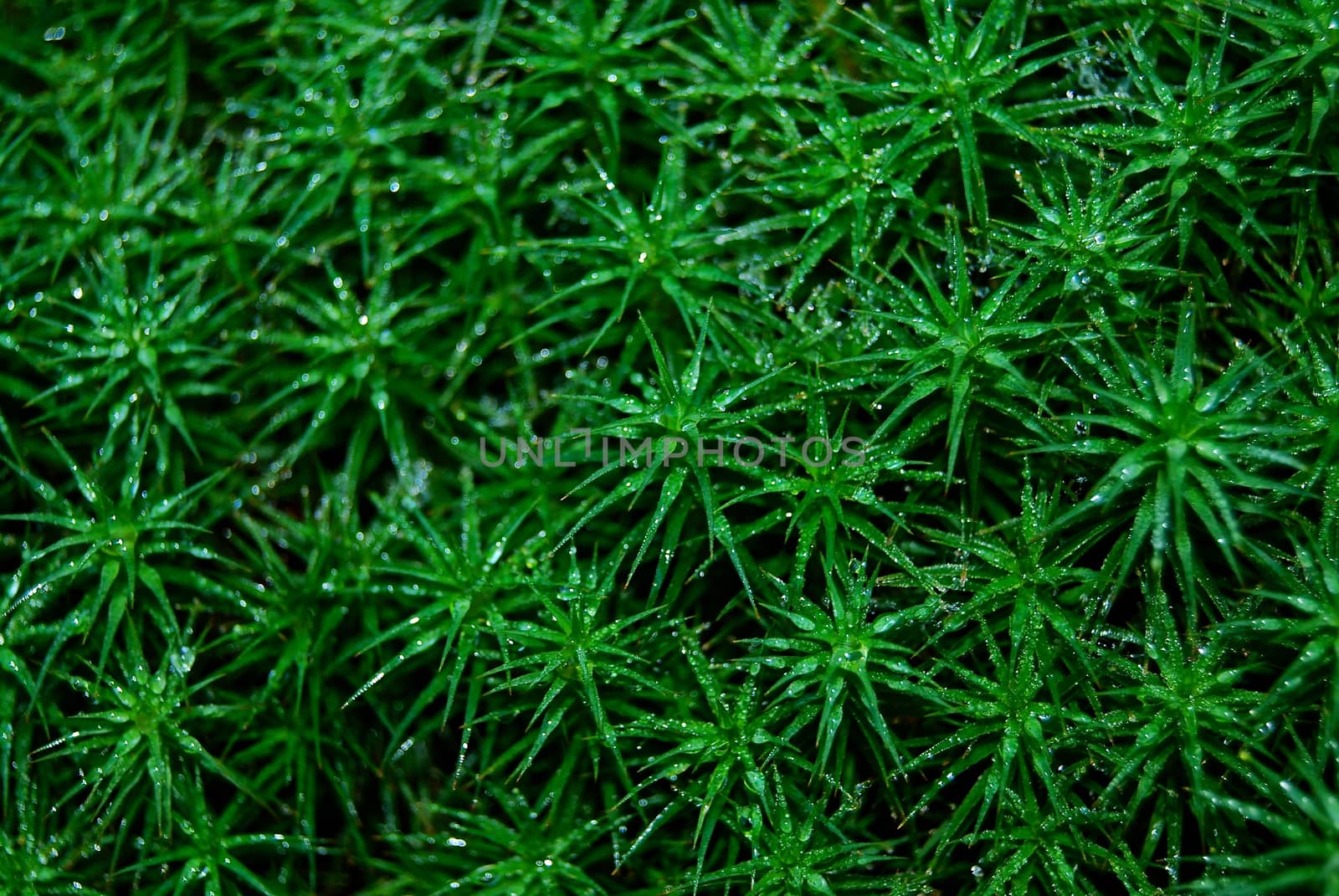 Green moss closeup