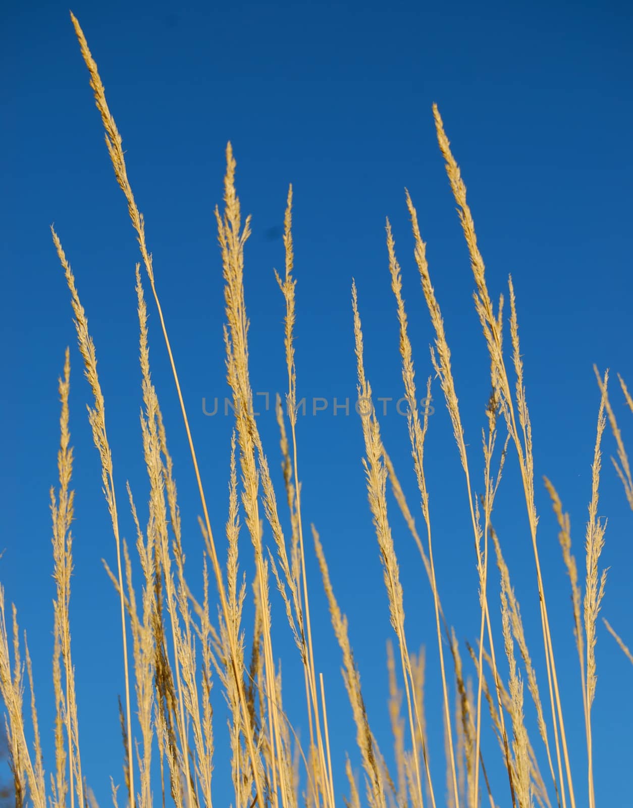 Straws blue sky