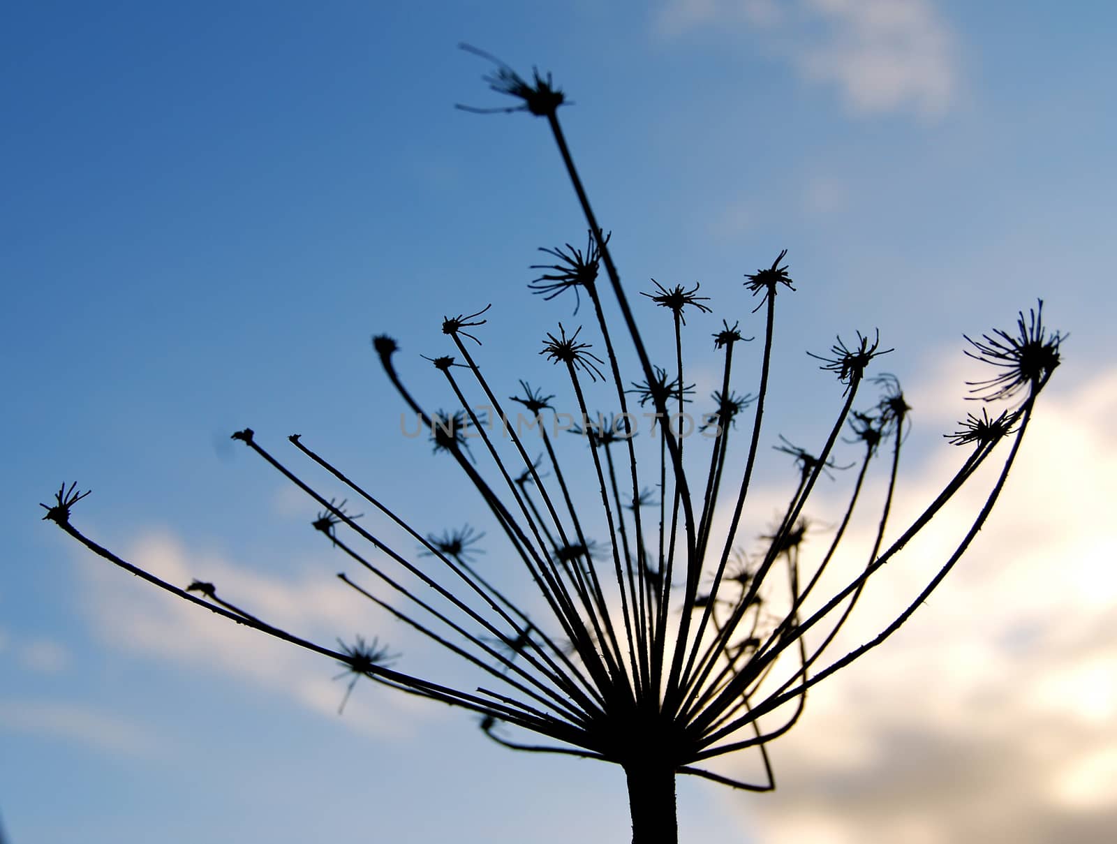 Dried plant by Afoto