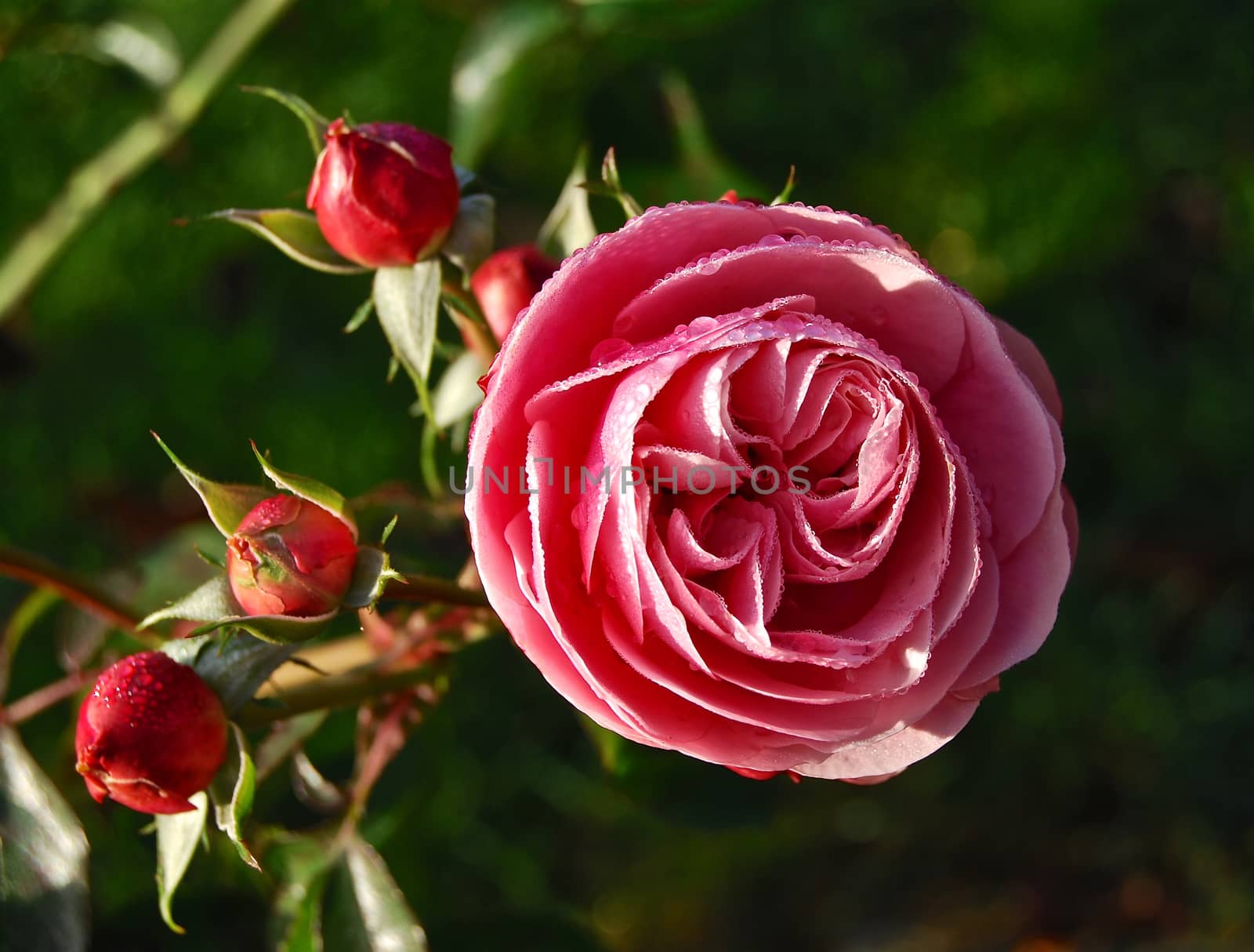 Rose with rosebuds, closeup