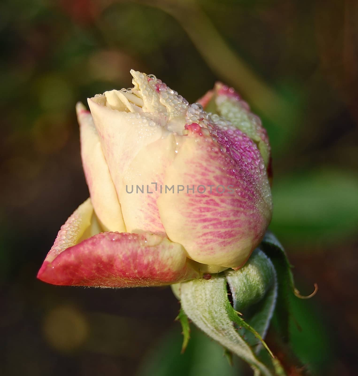 Dewy rose closeup