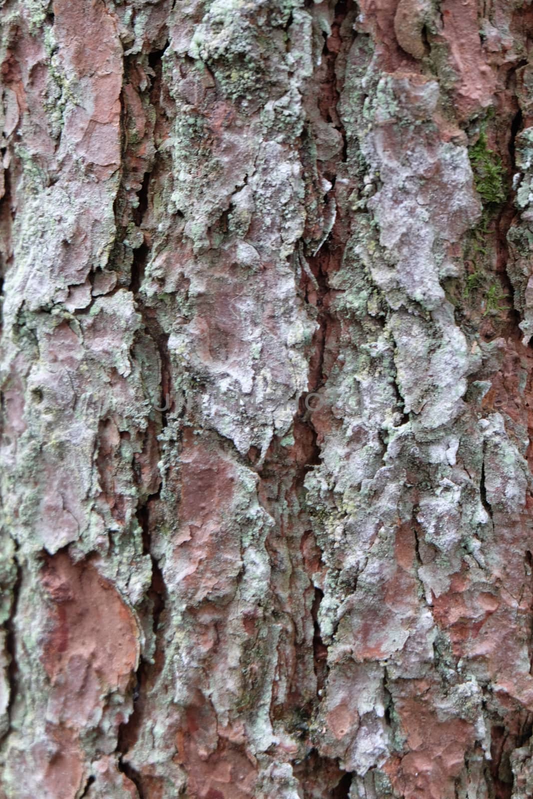 Texture of pine tree bark close-up