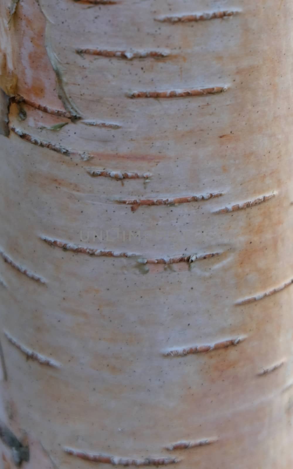 Texture of birch bark close-up