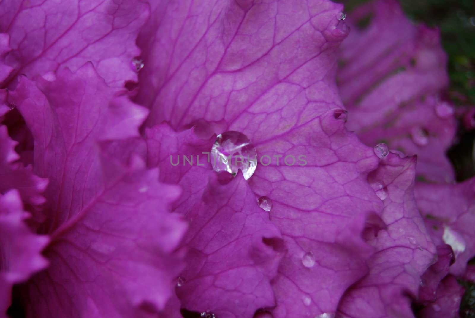 Droplet on Brassica closeup