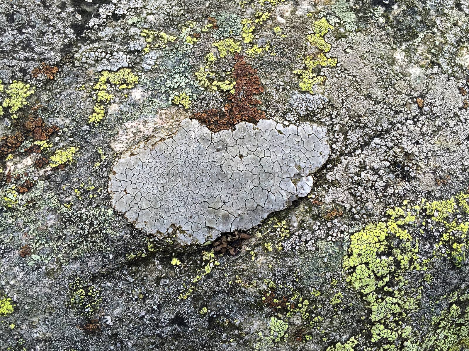 Lichens stone texture by Afoto