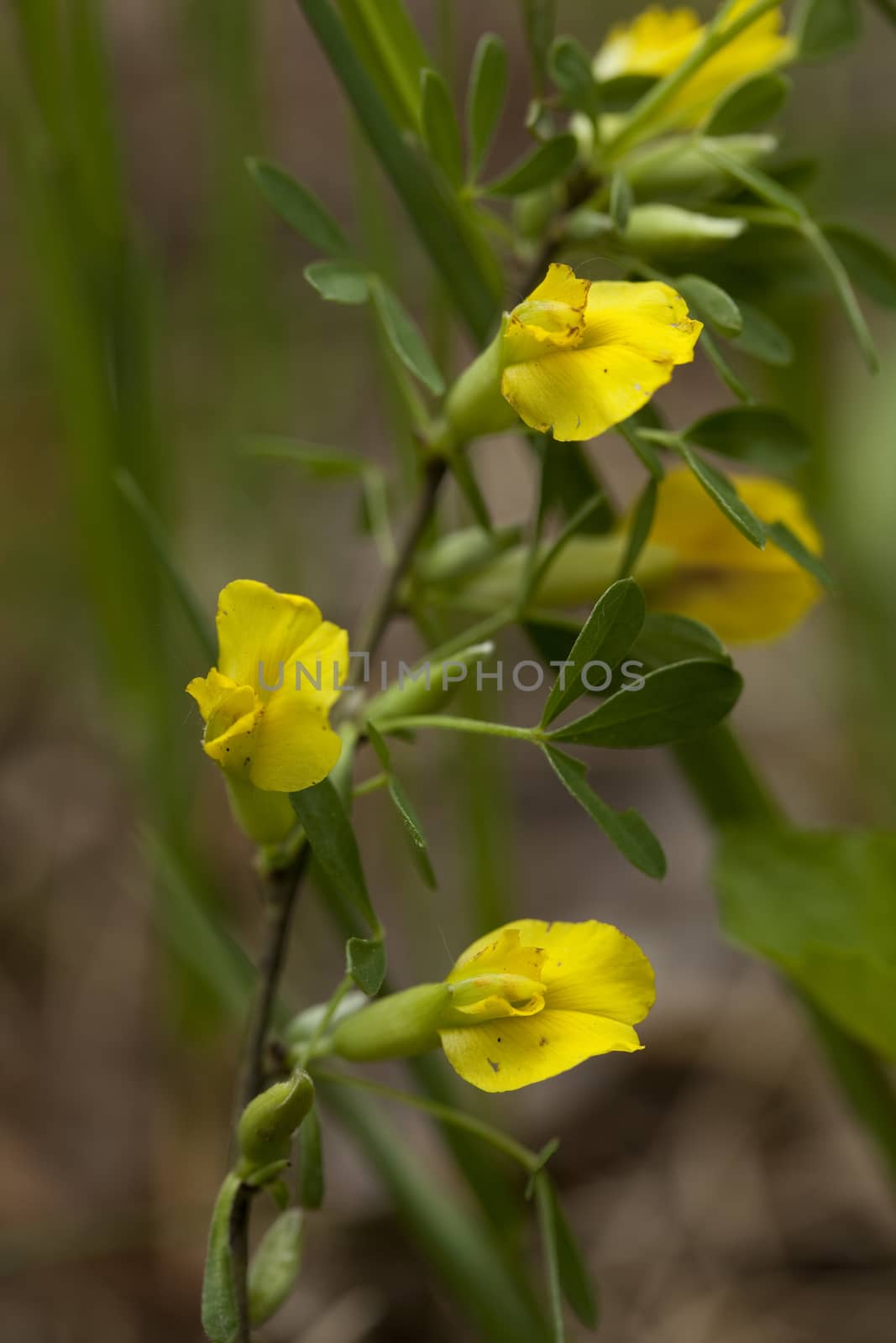 branch with yellow flowers (Citisus scoparius)