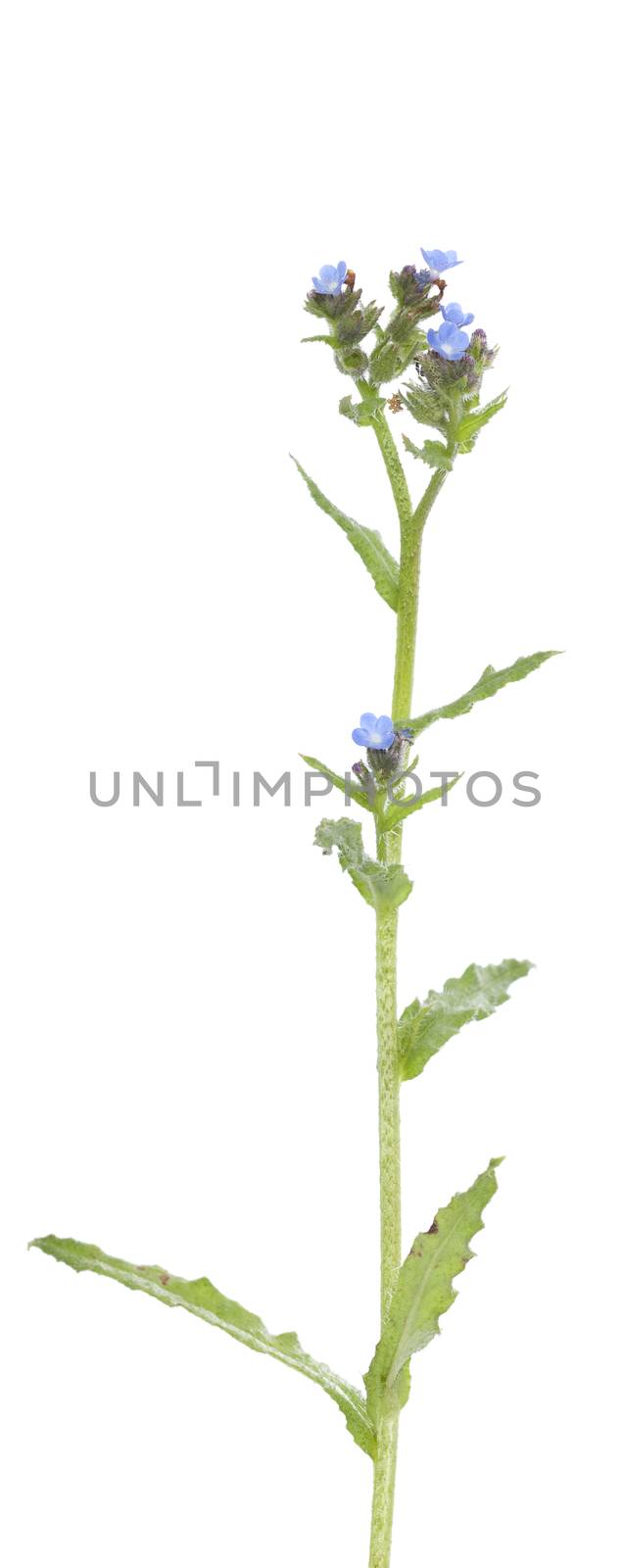 little blue flower(Anchusa arvensis) on white background