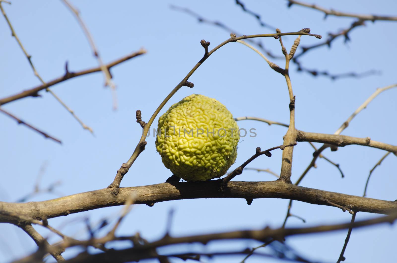 Maclura Pomifera Tree aka Adam`s Apple Tree