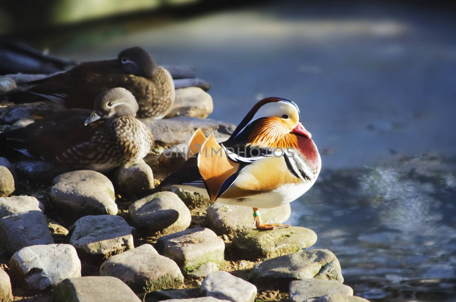 Photo of Mandarin Duck Near Water and Other Birds