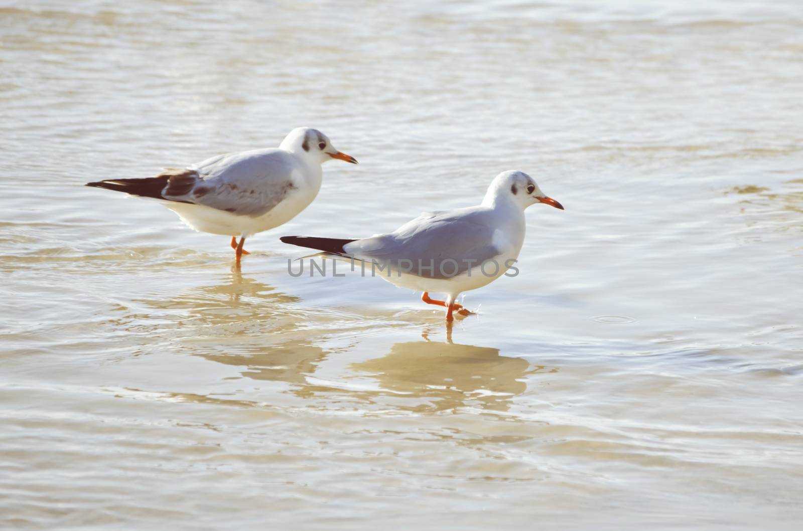 Two Seagulls in Sea Water Summertime