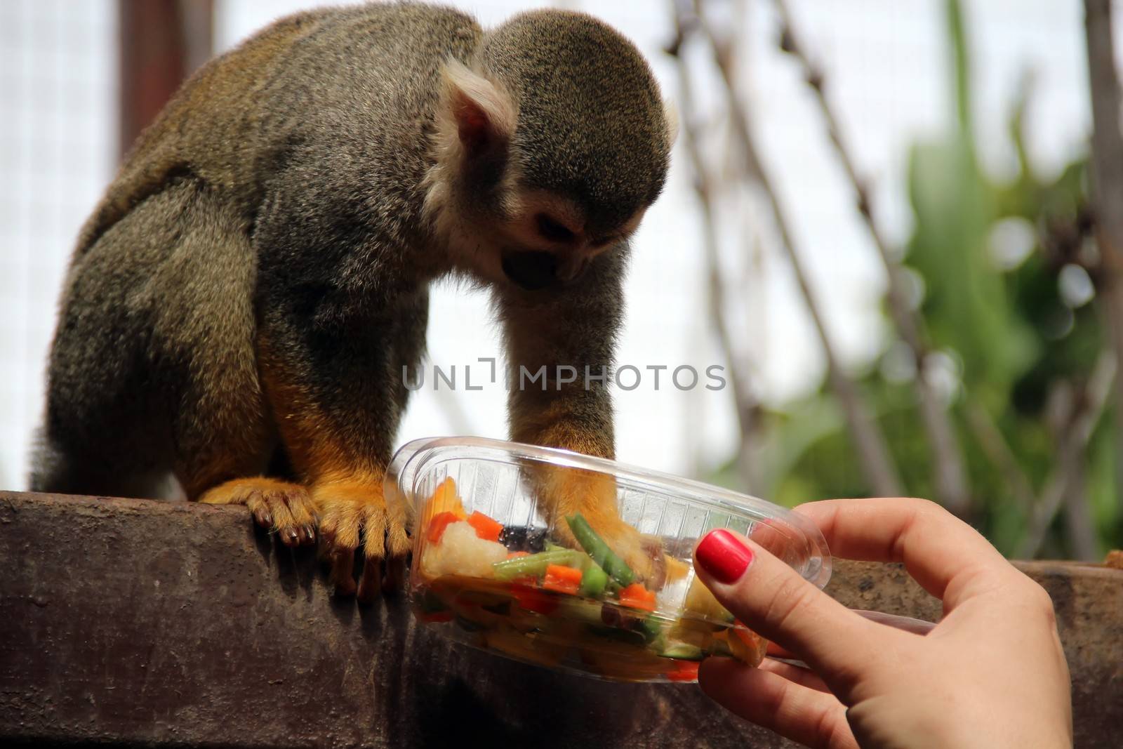 Funny monkey eats food from the hand of the girl.