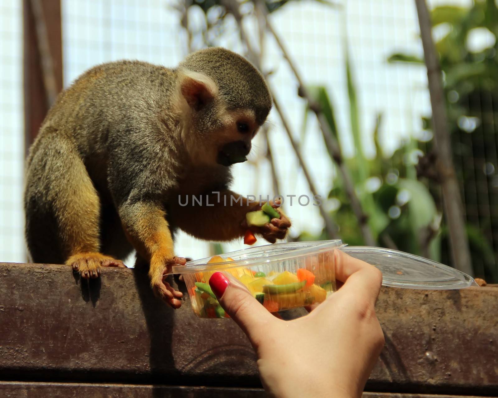 Funny monkey eats food from the hand of the girl.