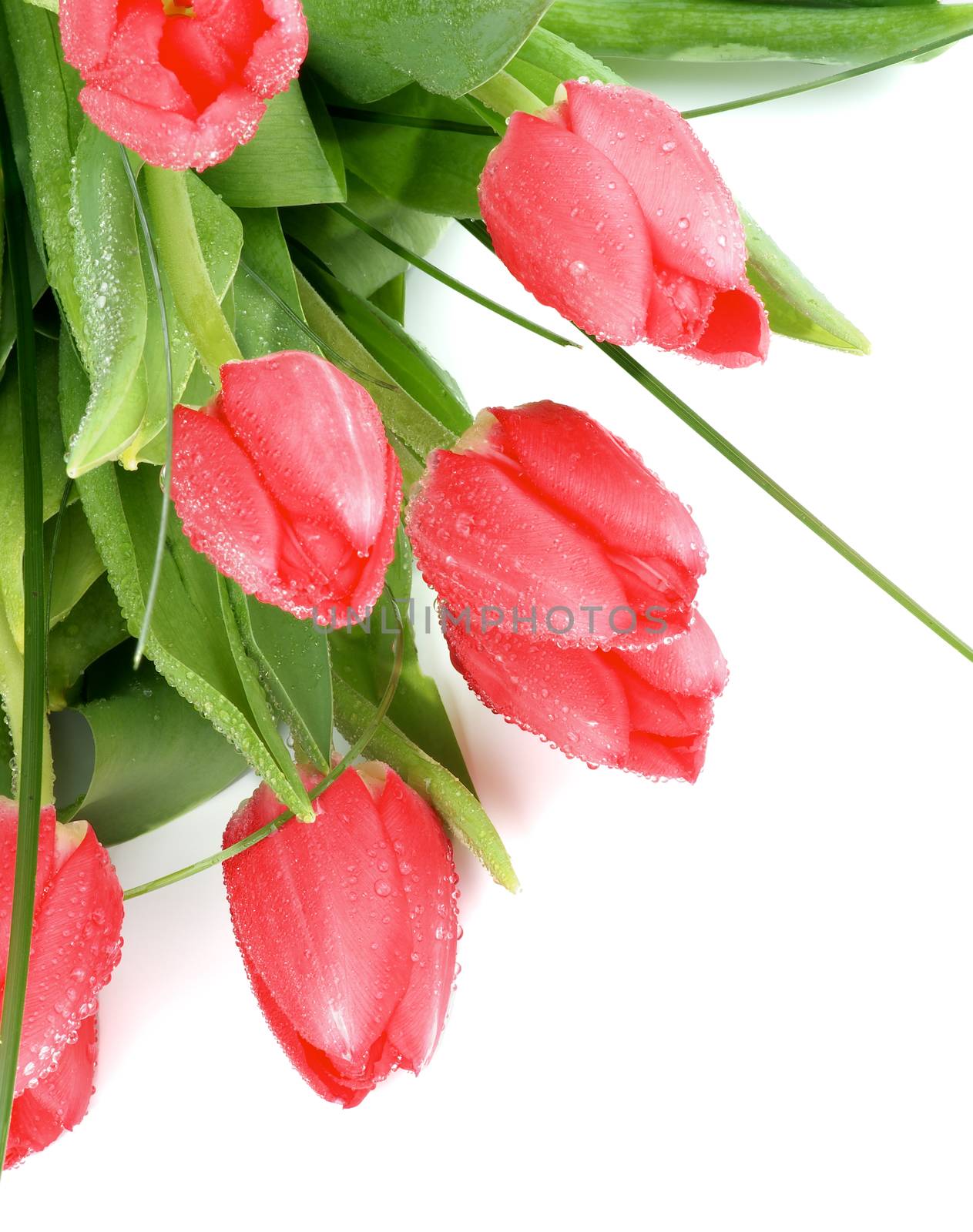 Heap of Seven Beauty Spring Magenta Tulips with Leafs, Green Grass and Water Drops closeup on white background