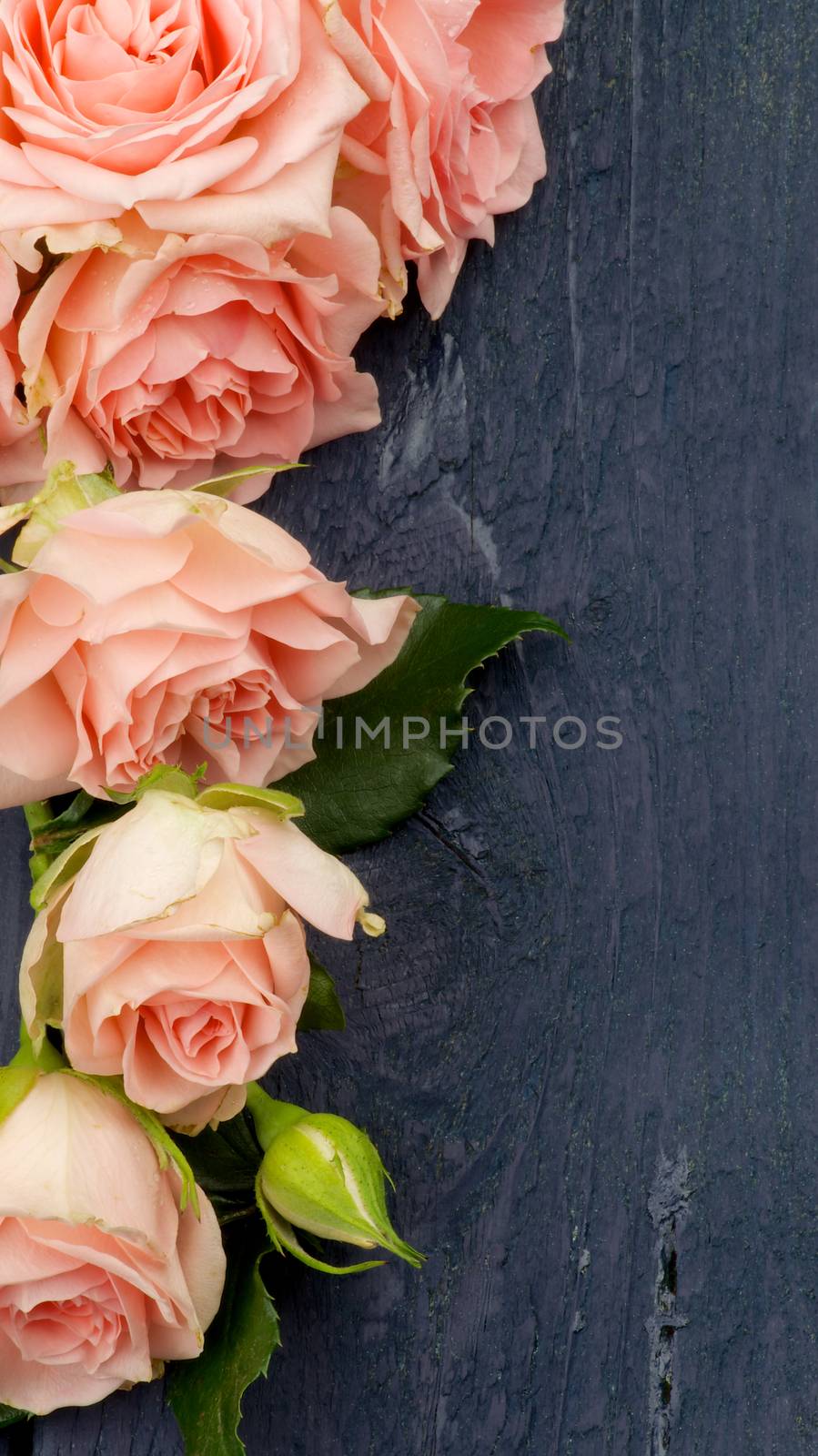 Frame of Beauty Pink Roses with Leafs and Bud closeup on Dark Blue Wooden background 