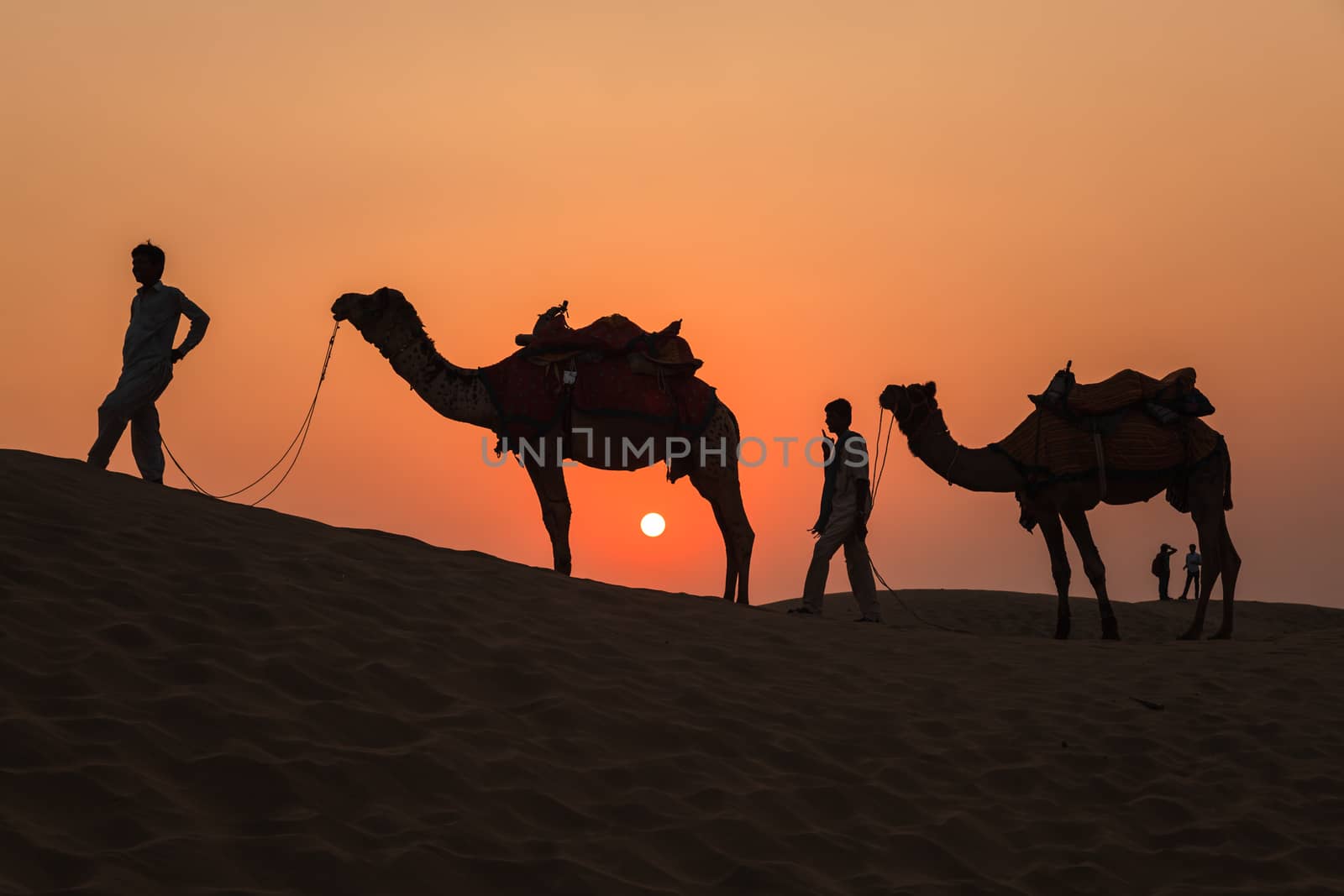 Camels and Sunset at Thar Desert in Jaisalmer, Rajasthan, India