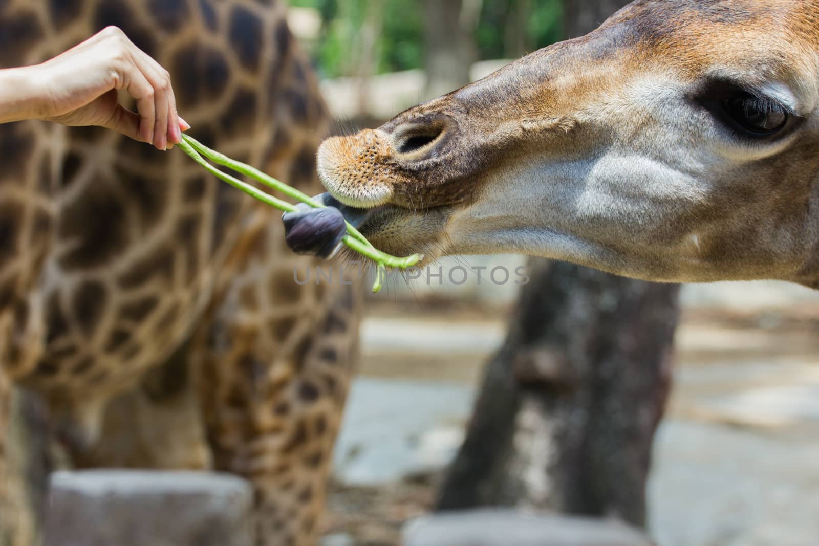 hand of female giving cowpea to giraffe in Thailand
